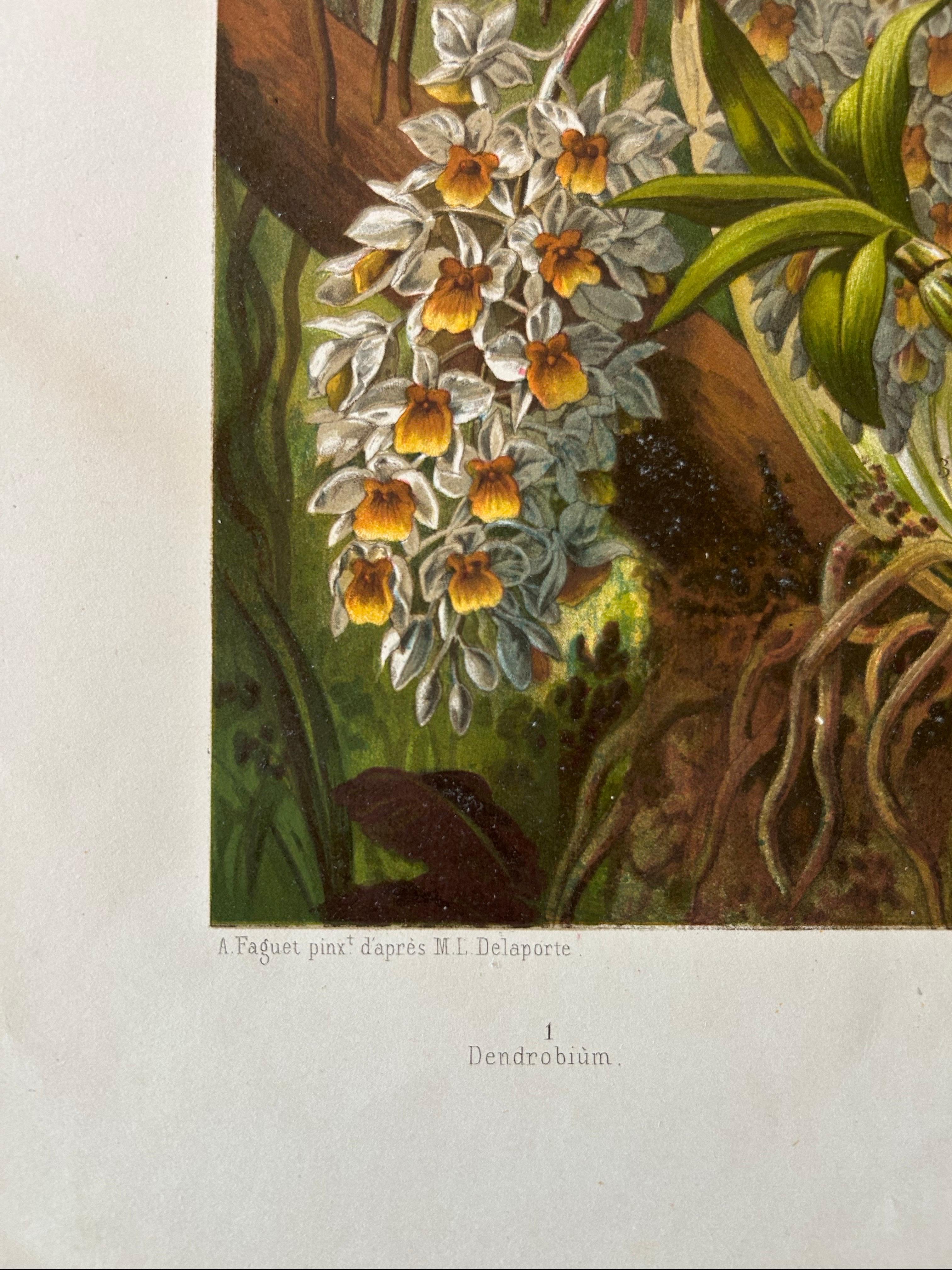 XIX secolo Stampa antica di grandi dimensioni di Orchidee ed Epifite in Laos in vendita
