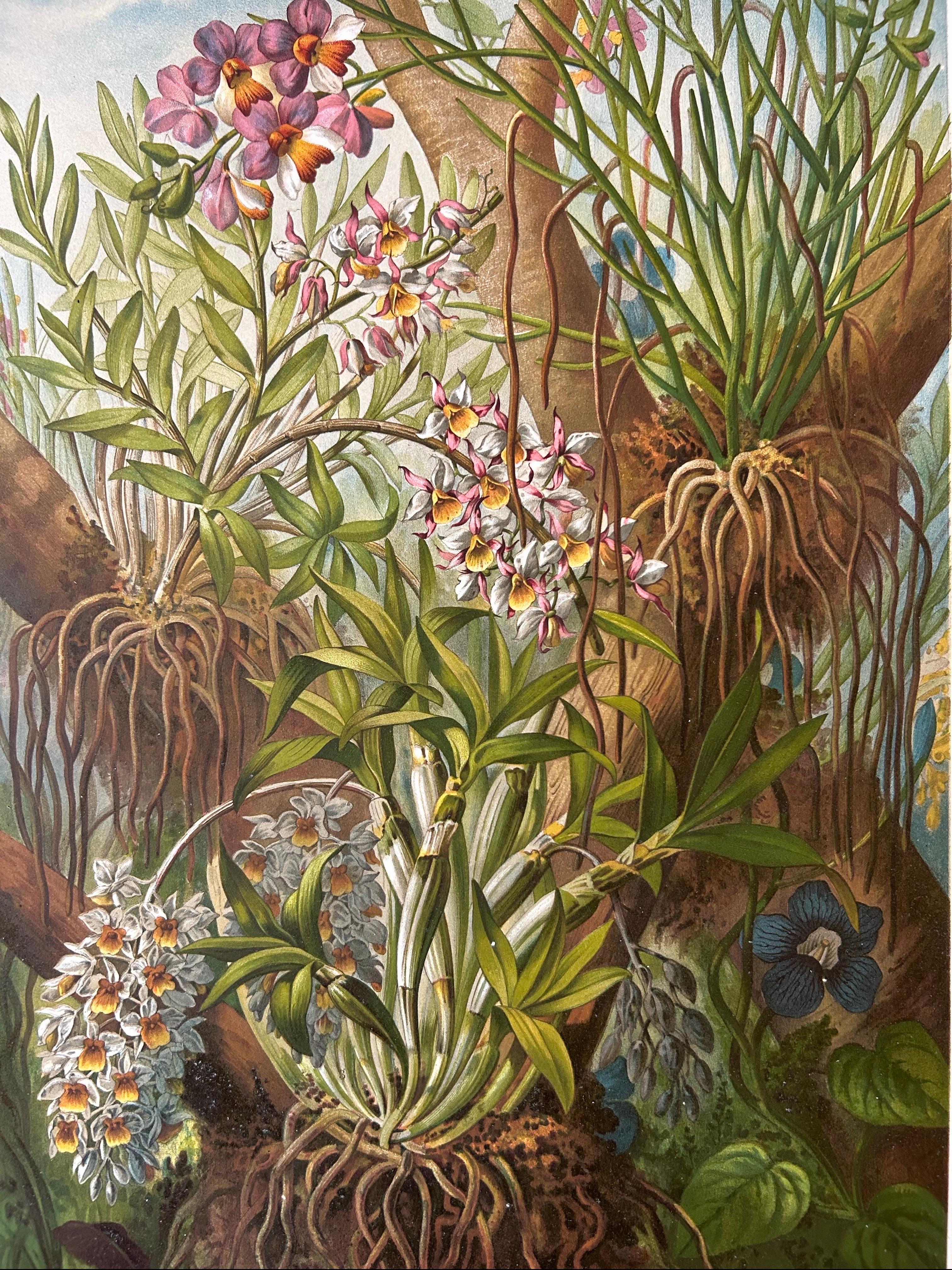 Stampa antica di grandi dimensioni di Orchidee ed Epifite in Laos in vendita 2