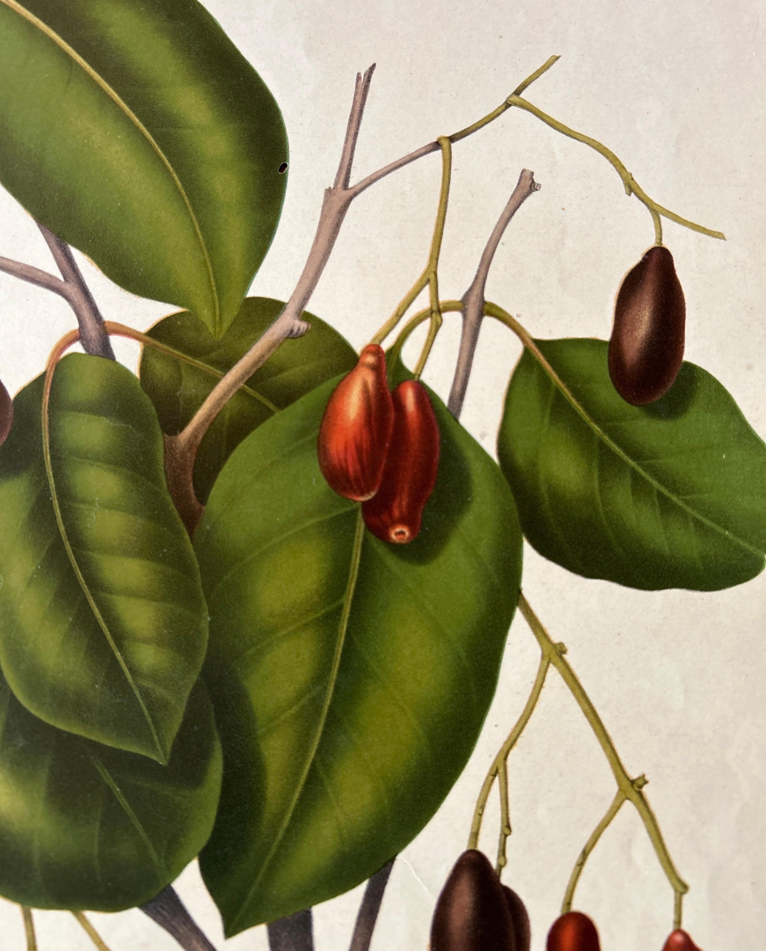 Dutch Sizygium Jambolanum – Java Plum Botanical Lithograph c.1863 For Sale