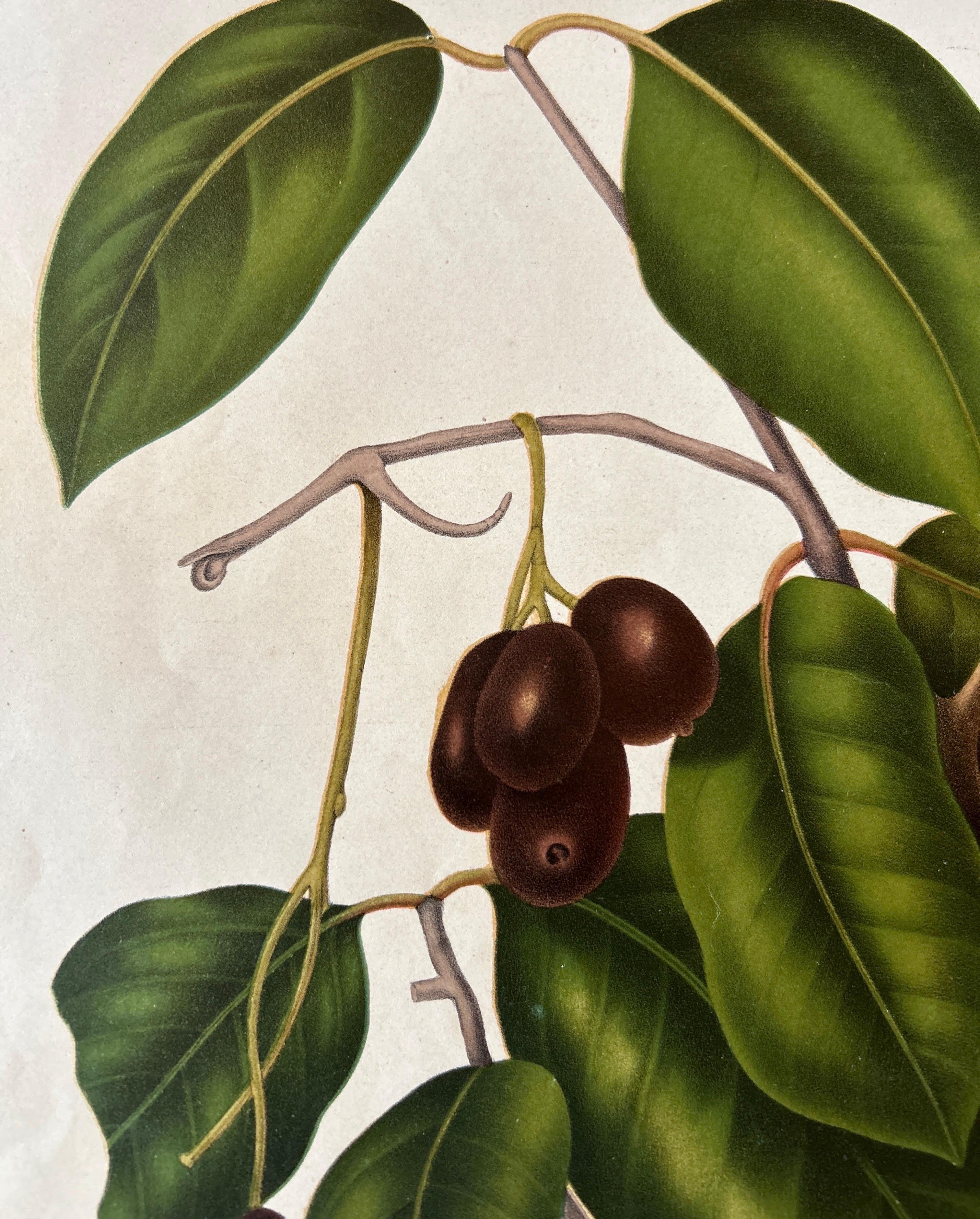 Paper Sizygium Jambolanum – Java Plum Botanical Lithograph c.1863 For Sale