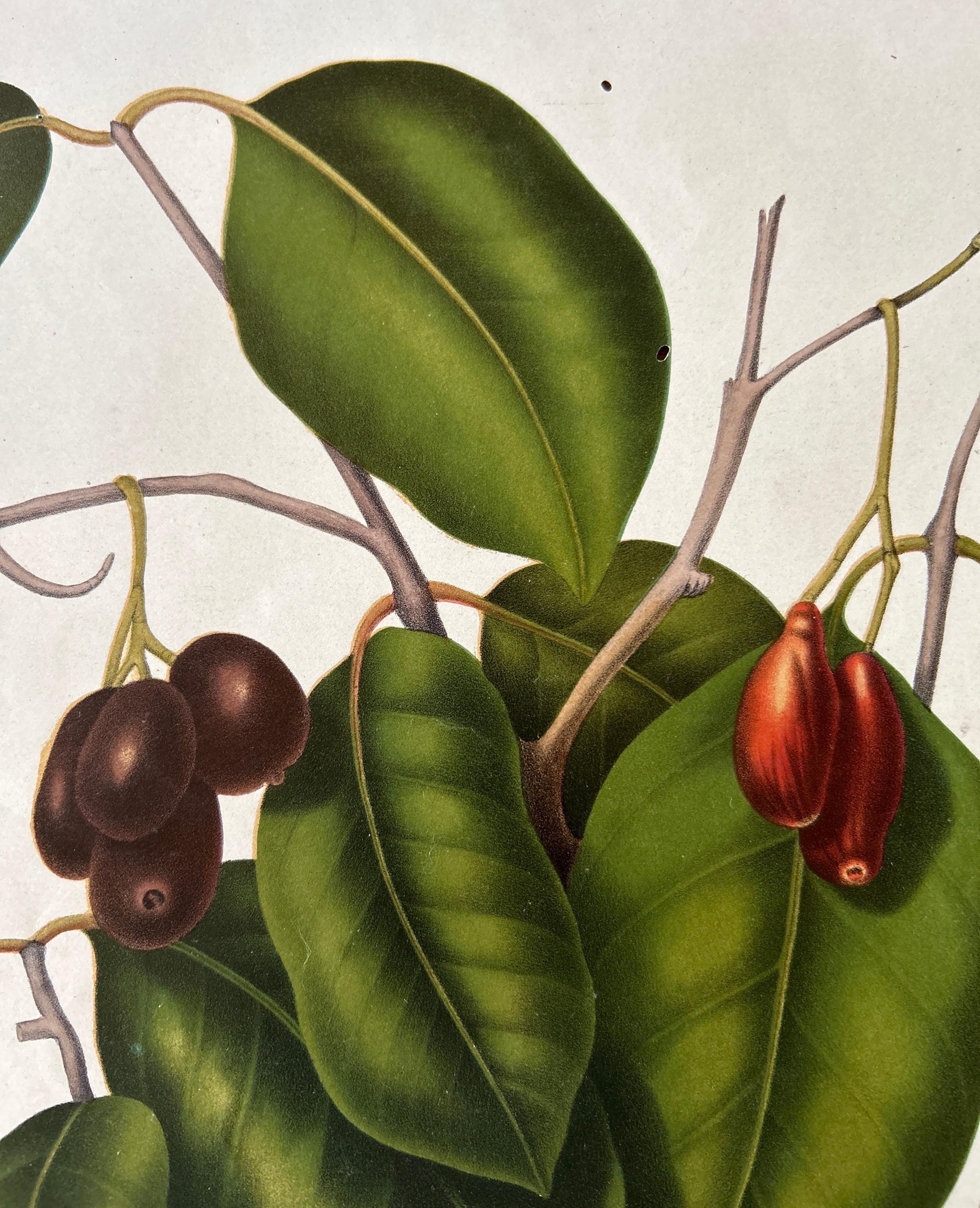 Sizygium Jambolanum – Java Plum Botanical Lithograph c.1863 For Sale 1