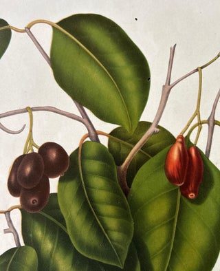 Sizygium Jambolanum, Java Plum Botanical Lithograph c.1863, view 7