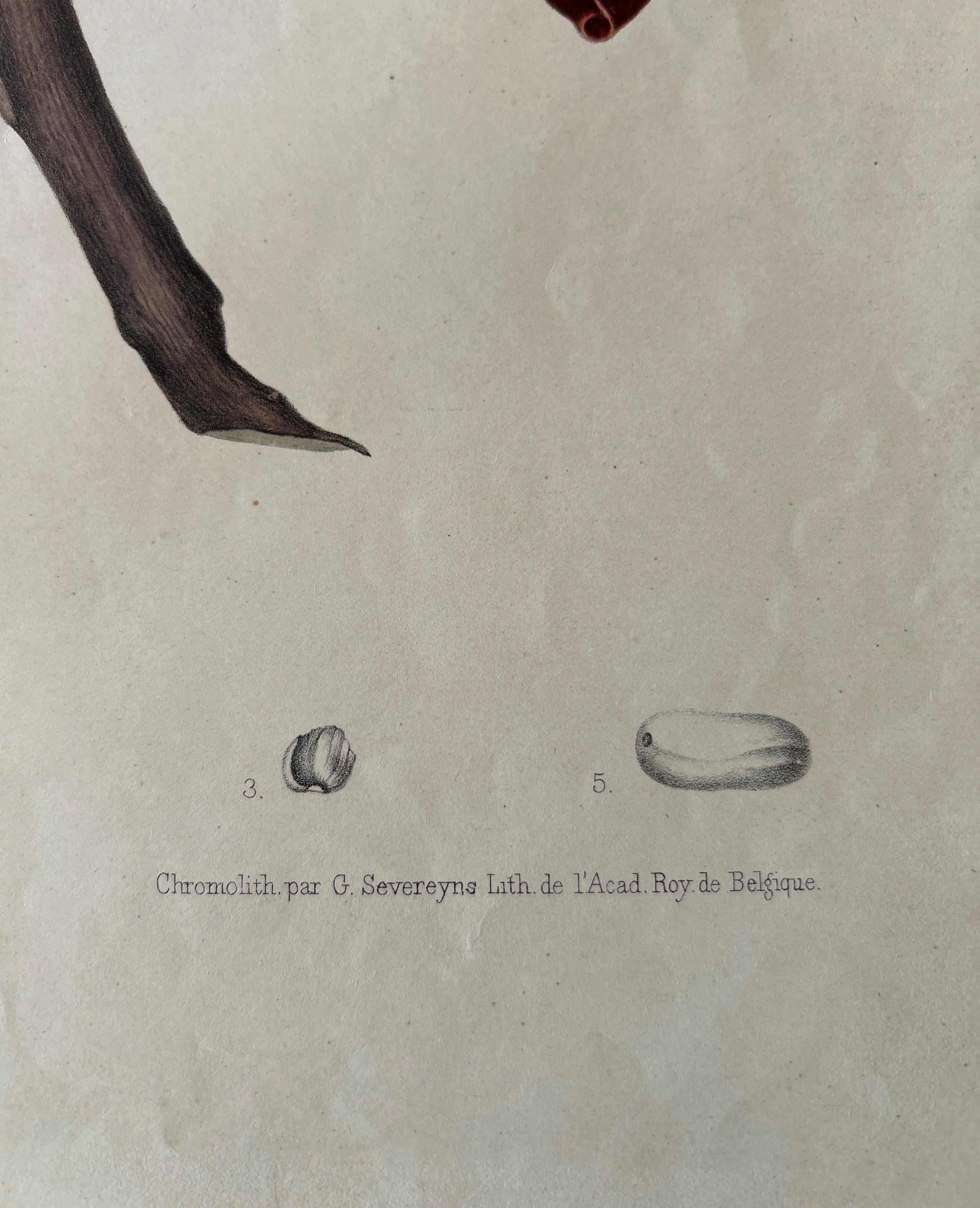 Sizygium Jambolanum – Java Plum Botanical Lithograph c.1863 For Sale 2