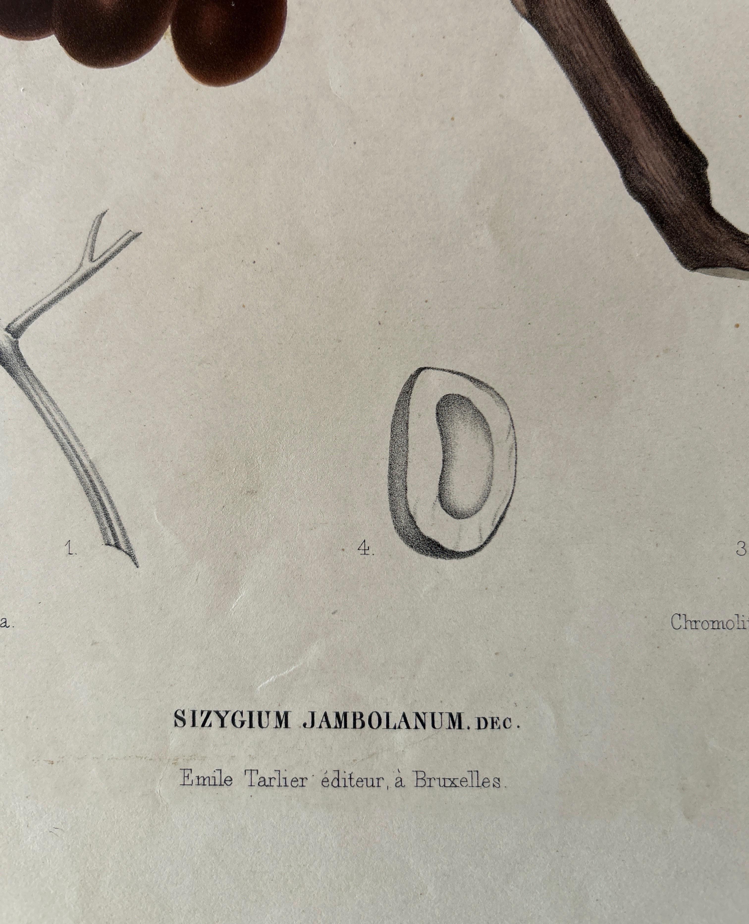 Sizygium Jambolanum – Java Plum Botanical Lithograph c.1863 For Sale 3