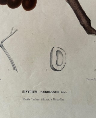Sizygium Jambolanum, Java Plum Botanical Lithograph c.1863, view 9