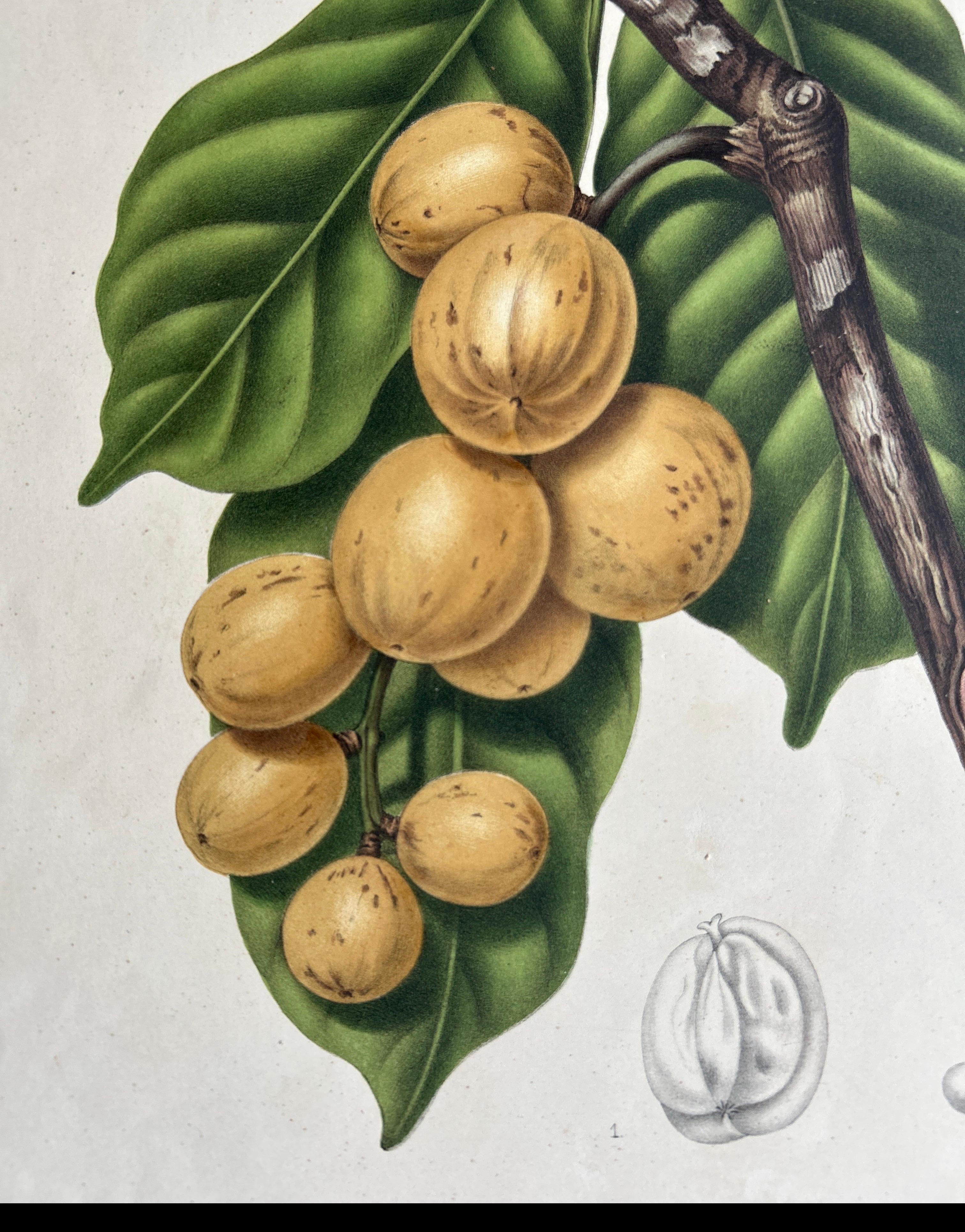 19th Century Lansium Domesticum – Langsat Botanical Lithograph c.1863 For Sale