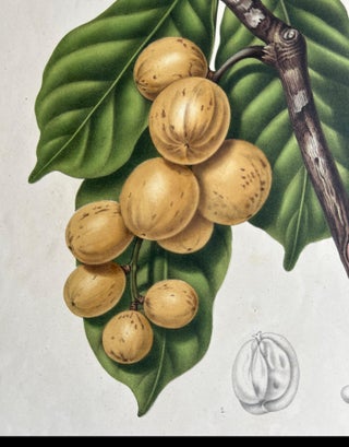 Lansium Domesticum, Langsat Botanical Lithograph c.1863, view 5