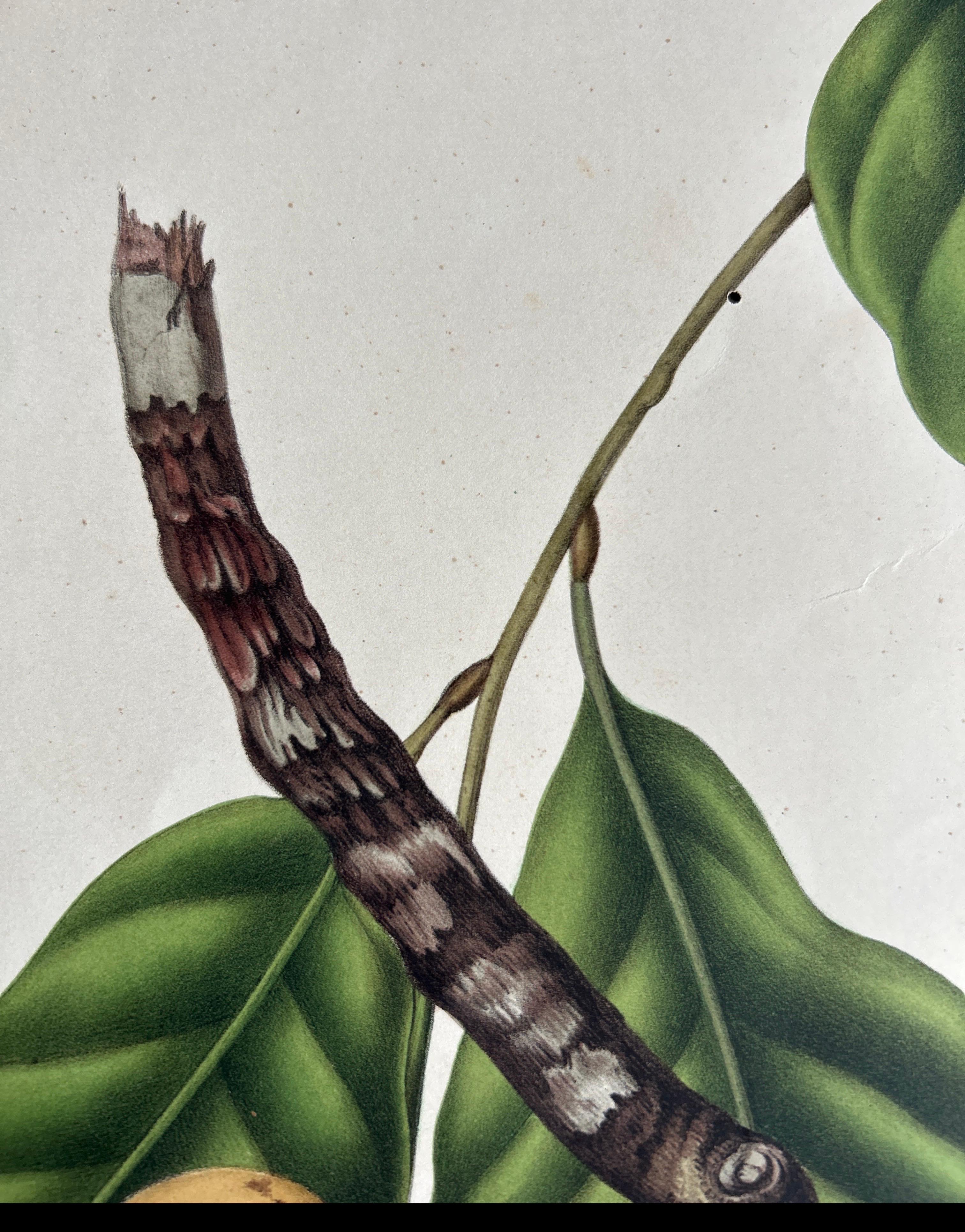 Paper Lansium Domesticum – Langsat Botanical Lithograph c.1863 For Sale