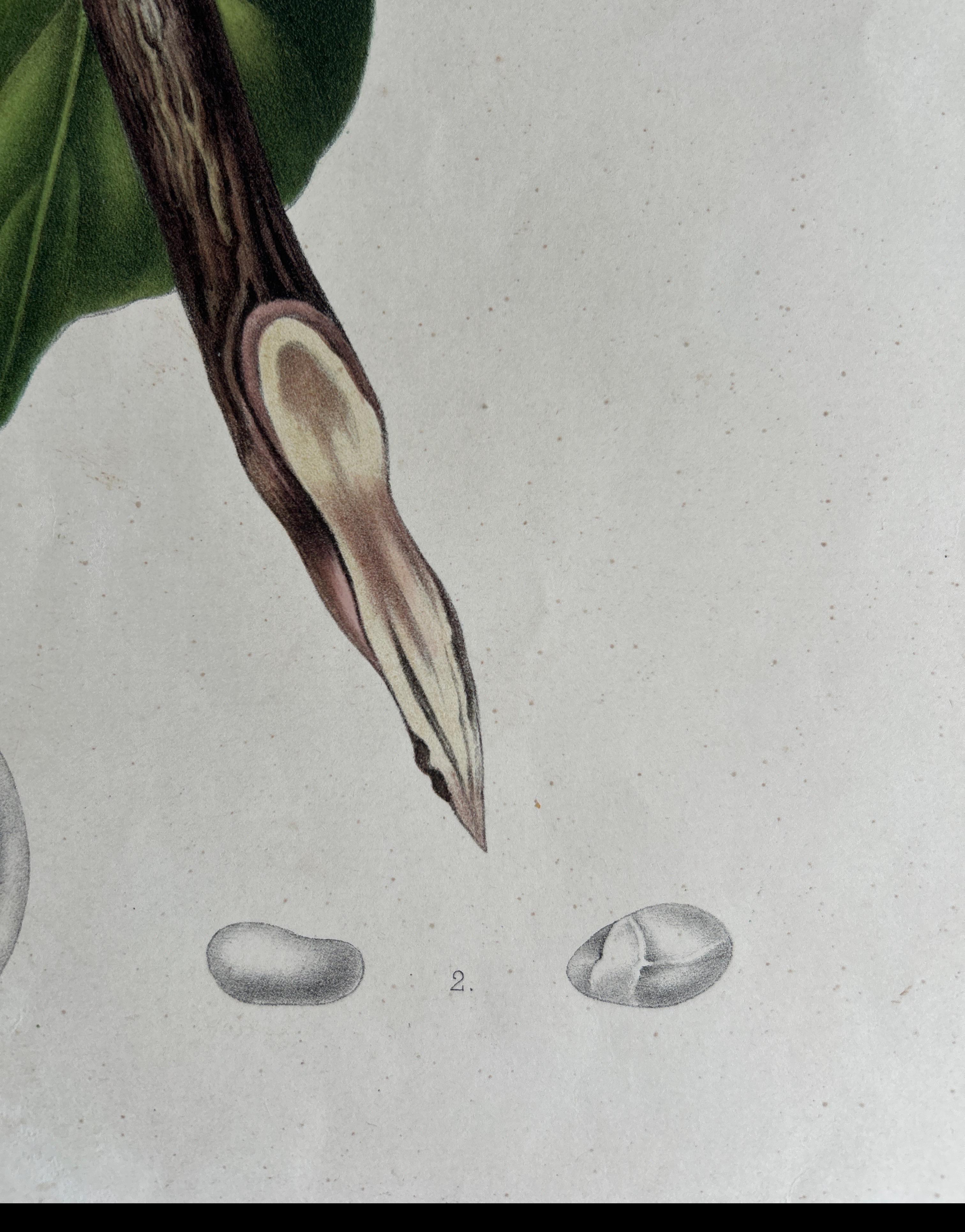 Lansium Domesticum – Langsat Botanical Lithograph c.1863 For Sale 1