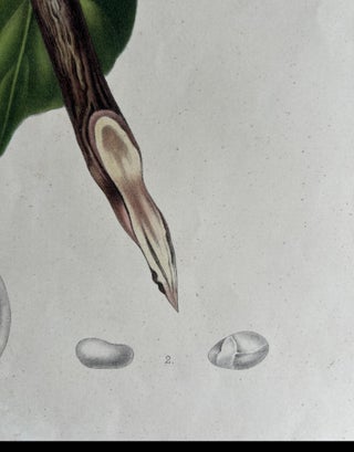 Lansium Domesticum, Langsat Botanical Lithograph c.1863, view 7