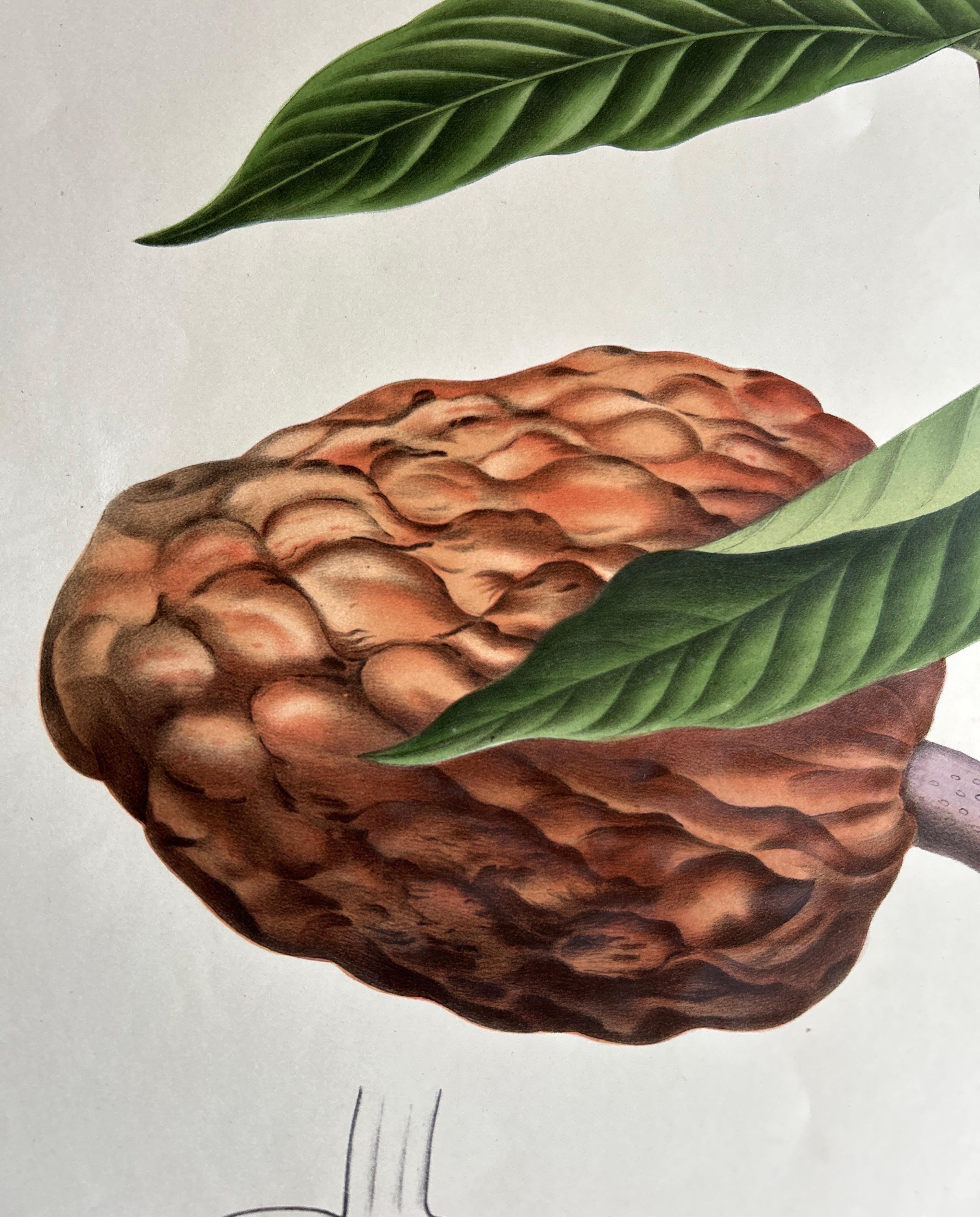 Annona Reticulata – Custard Apple Botanical Lithograph c.1864 In Good Condition For Sale In Langweer, NL