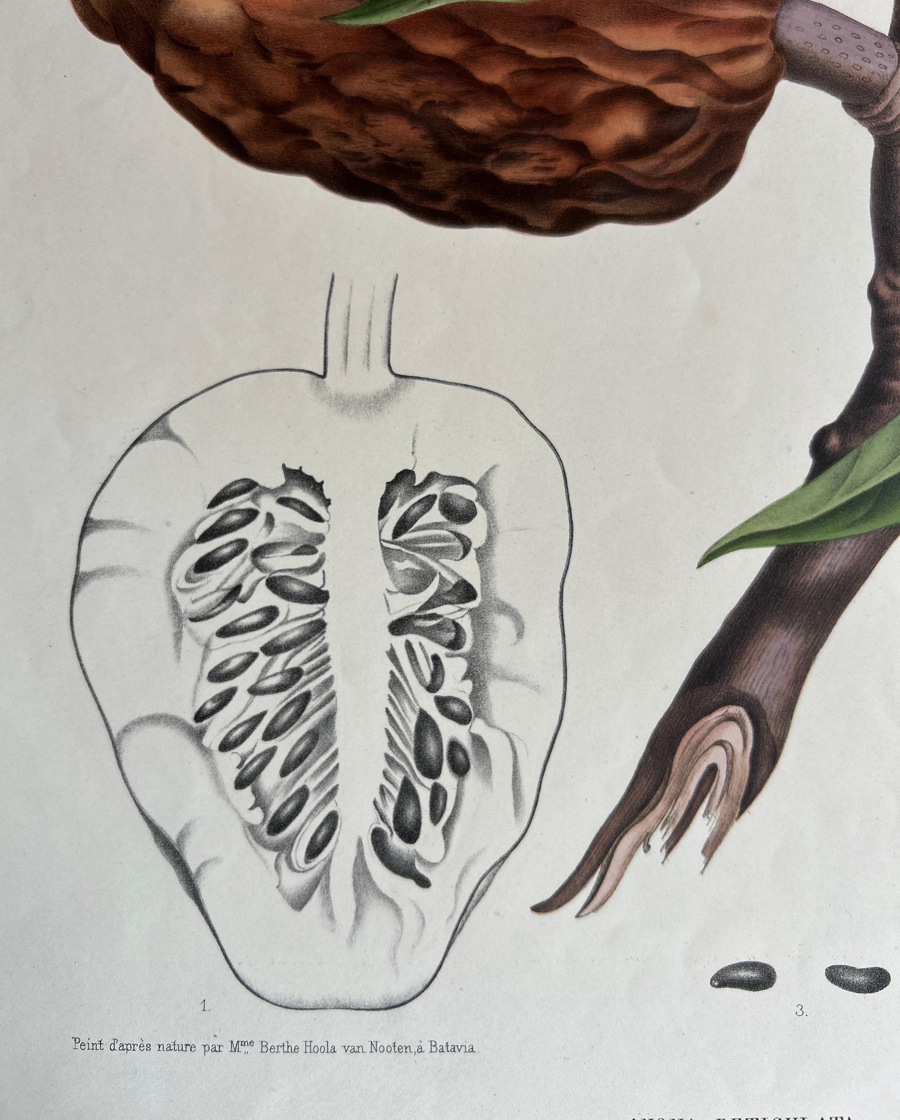 19th Century Annona Reticulata – Custard Apple Botanical Lithograph c.1864 For Sale