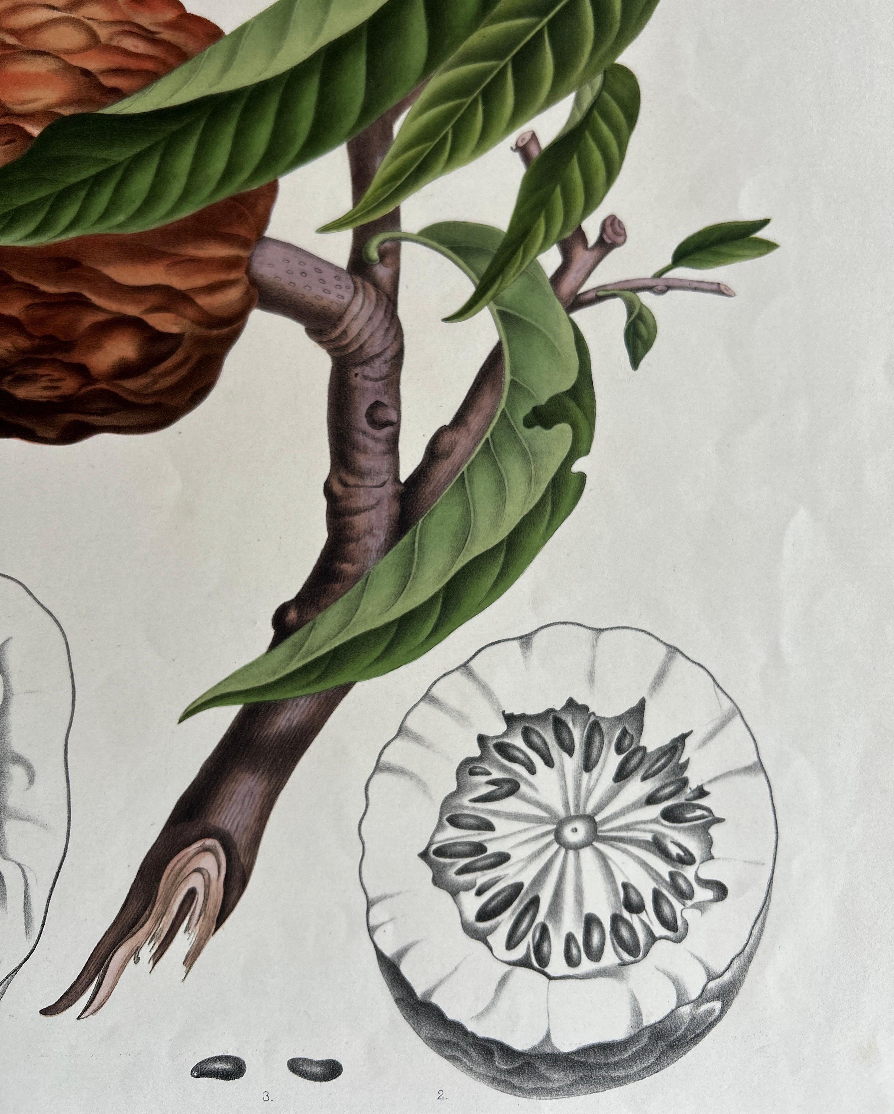 Paper Annona Reticulata – Custard Apple Botanical Lithograph c.1864 For Sale