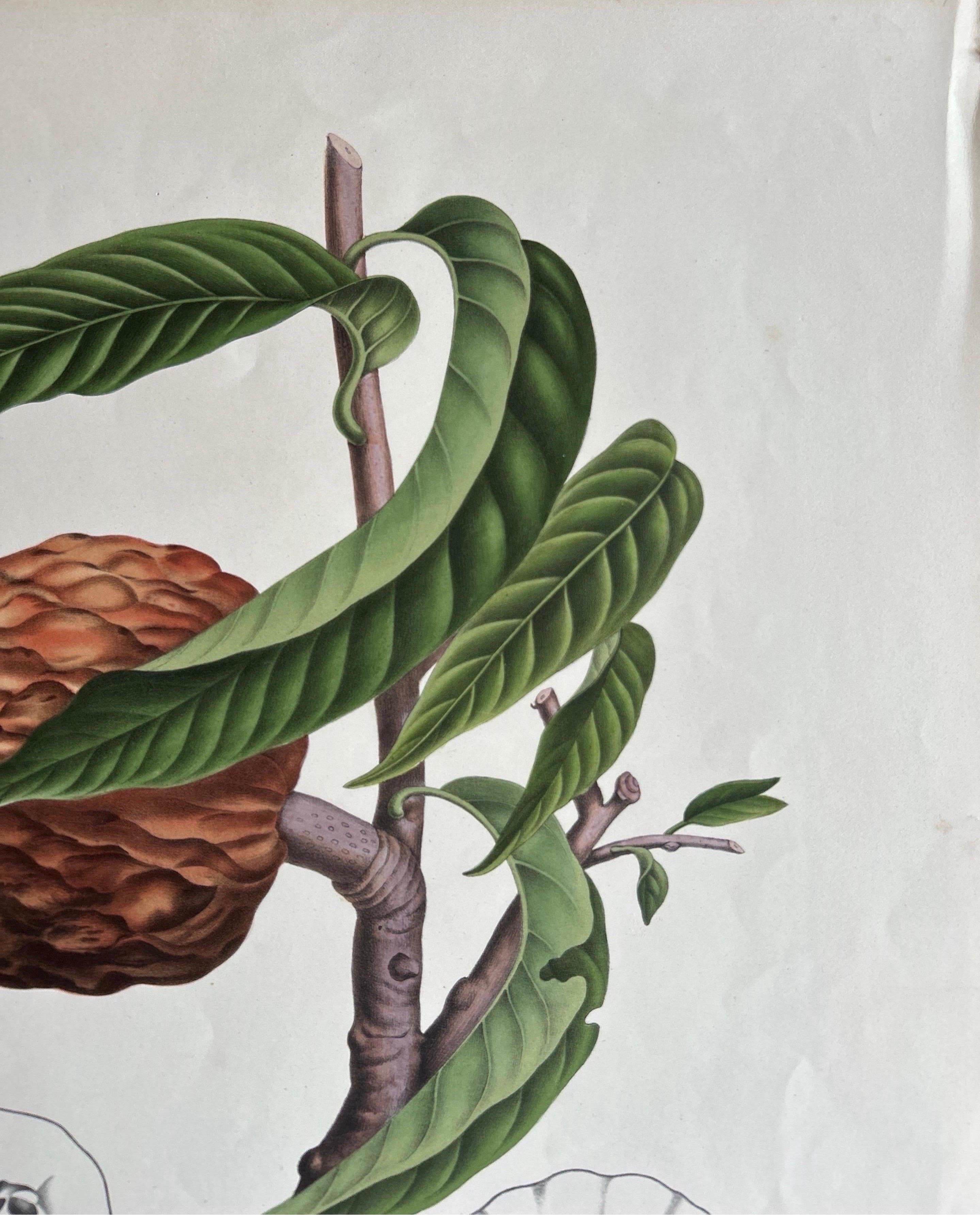 Dutch Annona Reticulata – Custard Apple Botanical Lithograph c.1864 For Sale