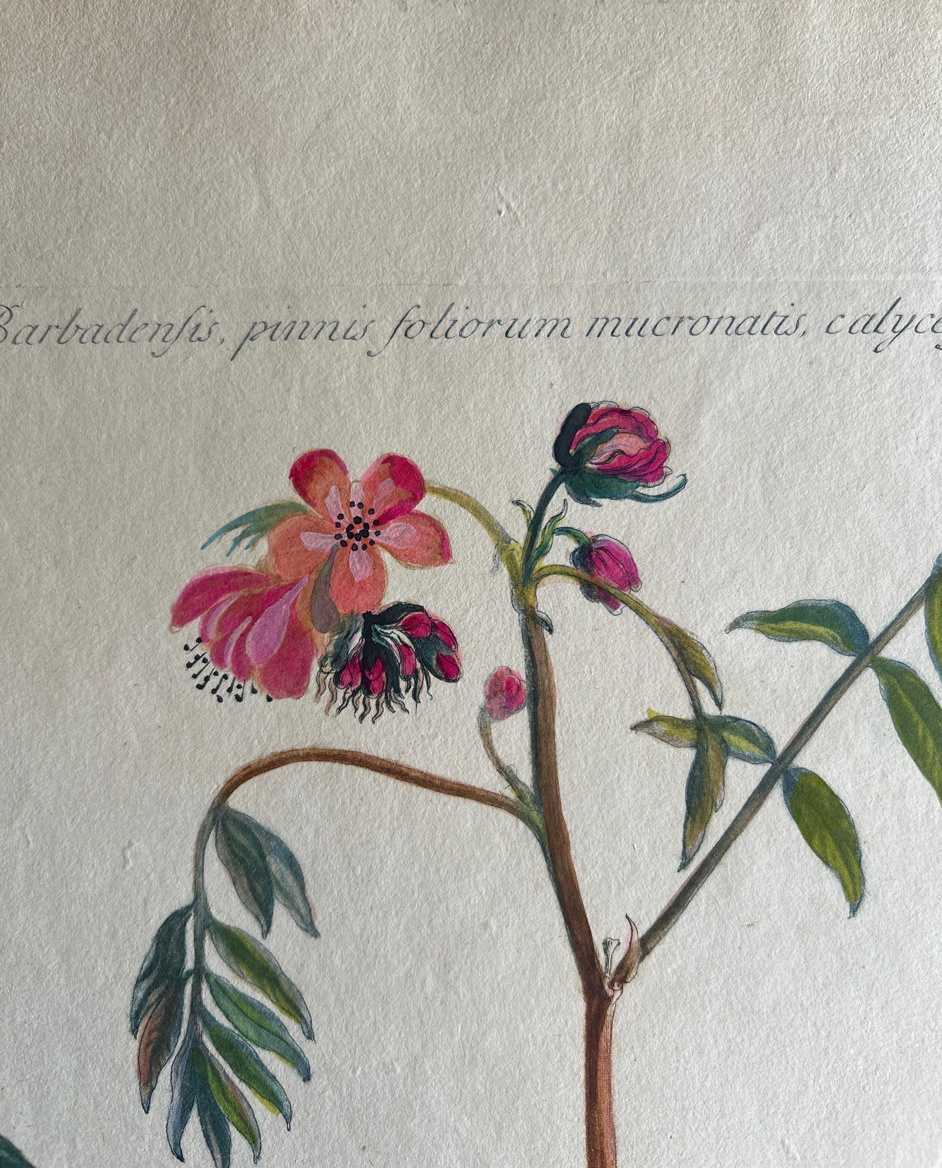 18th Century Set - Cassia Barbadensis & Marilandica – Botanical Prints by John Martyn c.1728 For Sale