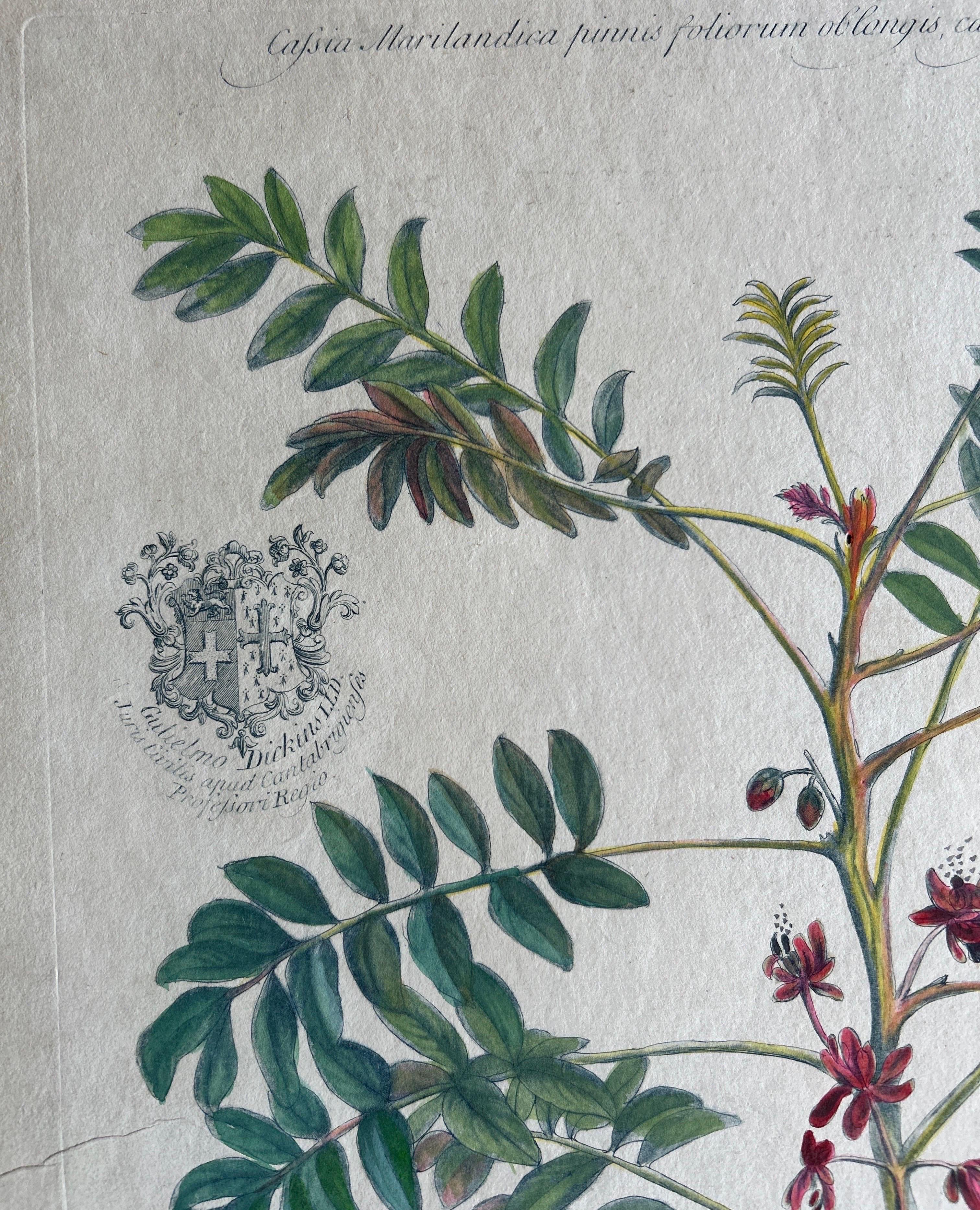 Paper Set - Cassia Barbadensis & Marilandica – Botanical Prints by John Martyn c.1728 For Sale