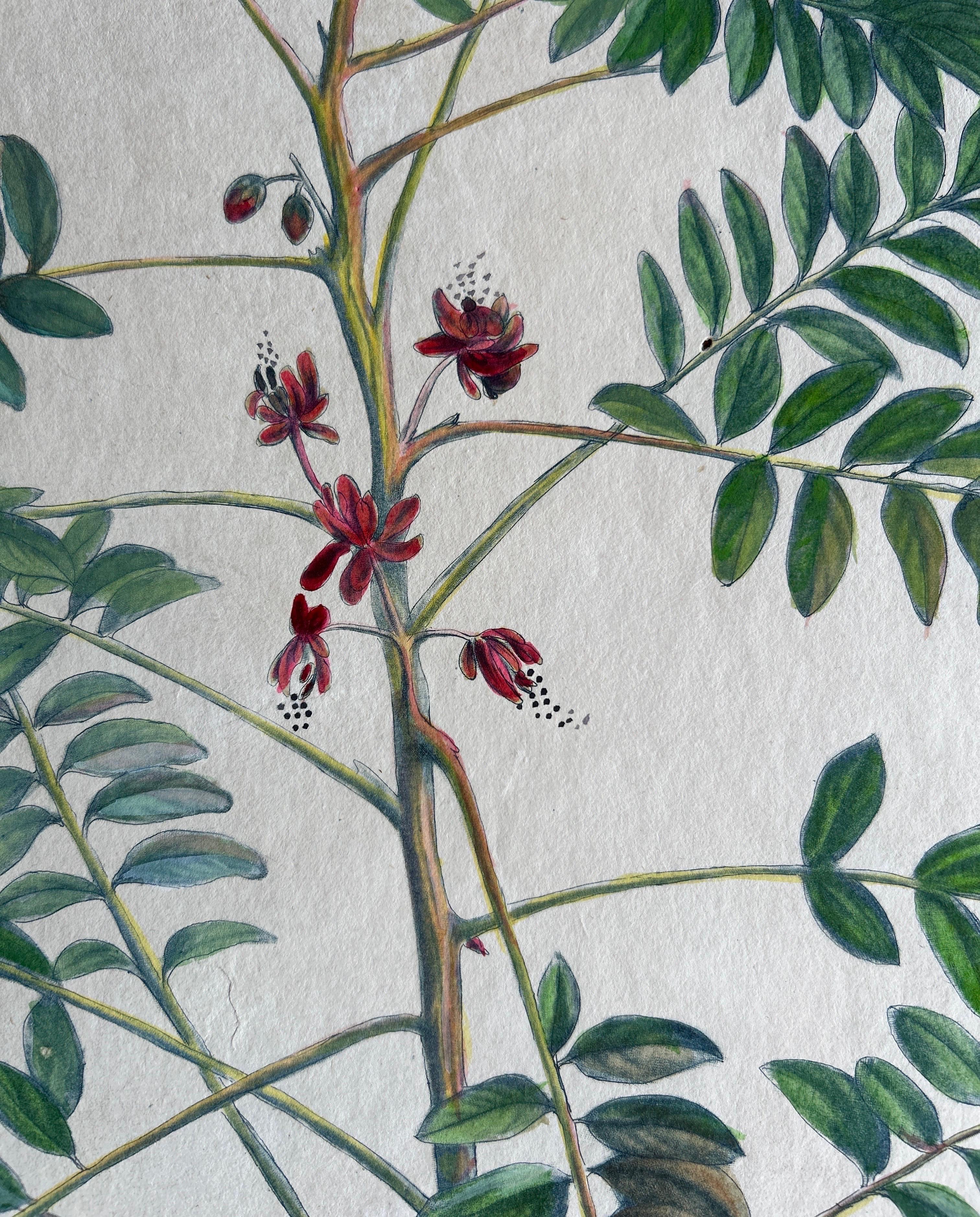Set - Cassia Barbadensis & Marilandica – Botanical Prints by John Martyn c.1728 For Sale 1