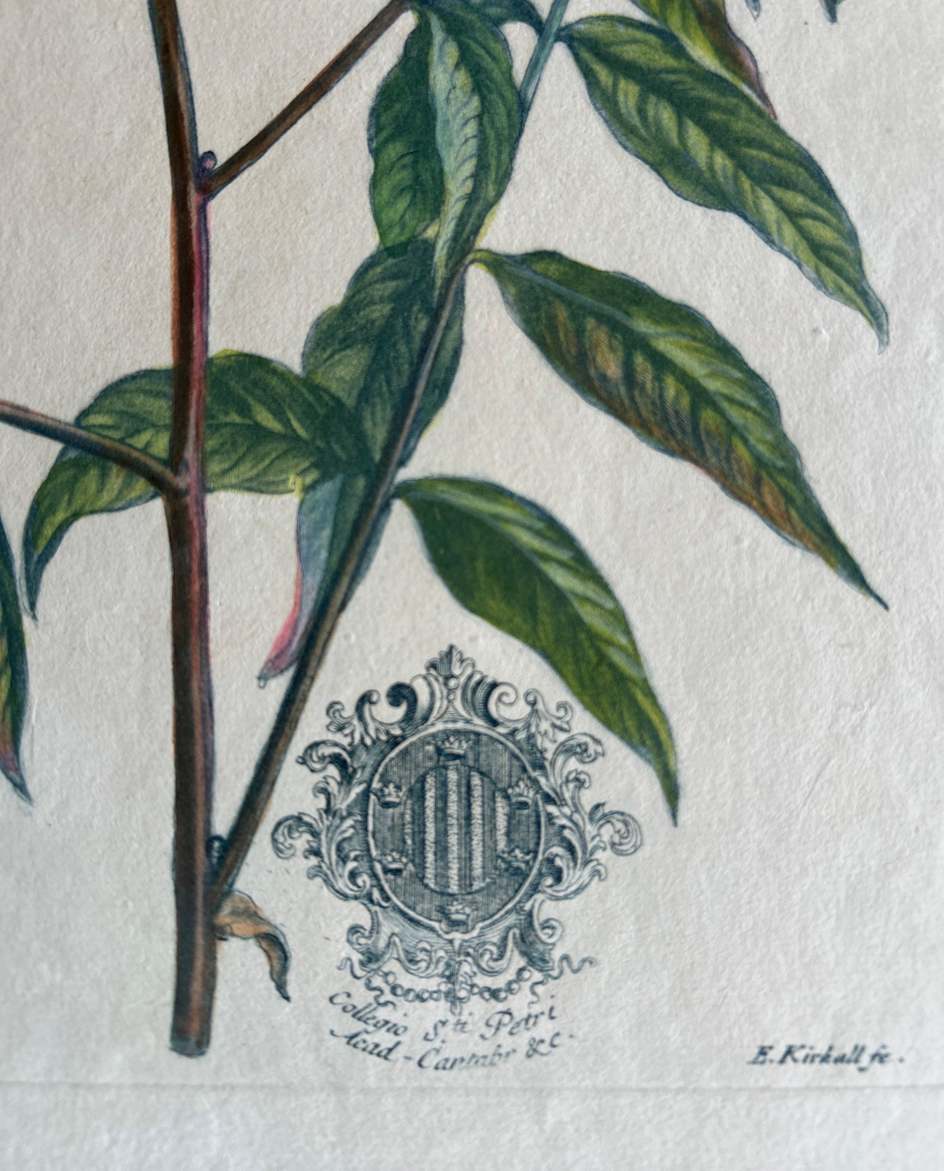 Set - Cassia Barbadensis & Marilandica – Botanical Prints by John Martyn c.1728 In Good Condition For Sale In Langweer, NL