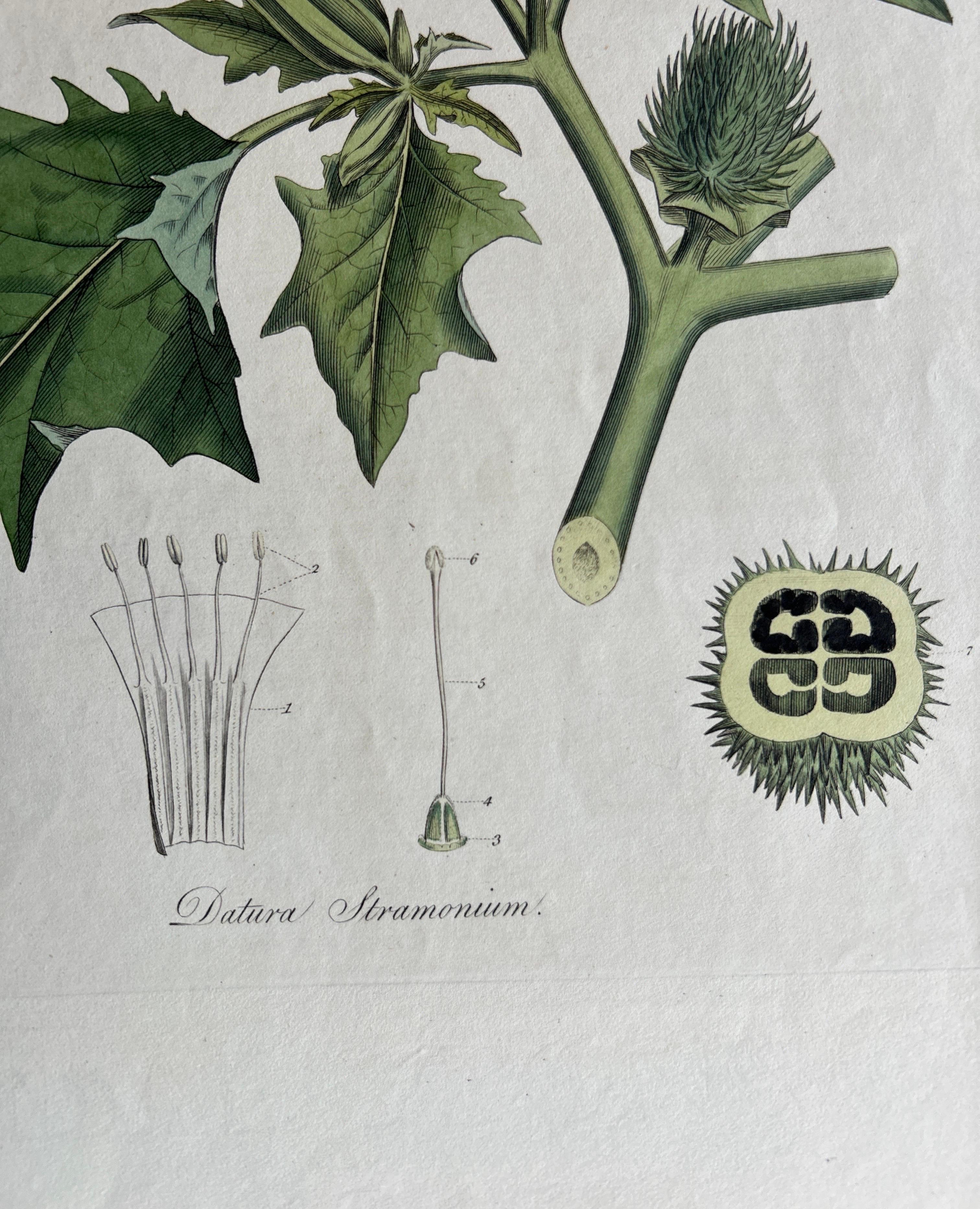 English Datura Stramonium – Thorn Apple Botanical Engraving by Curtis c.1817 For Sale
