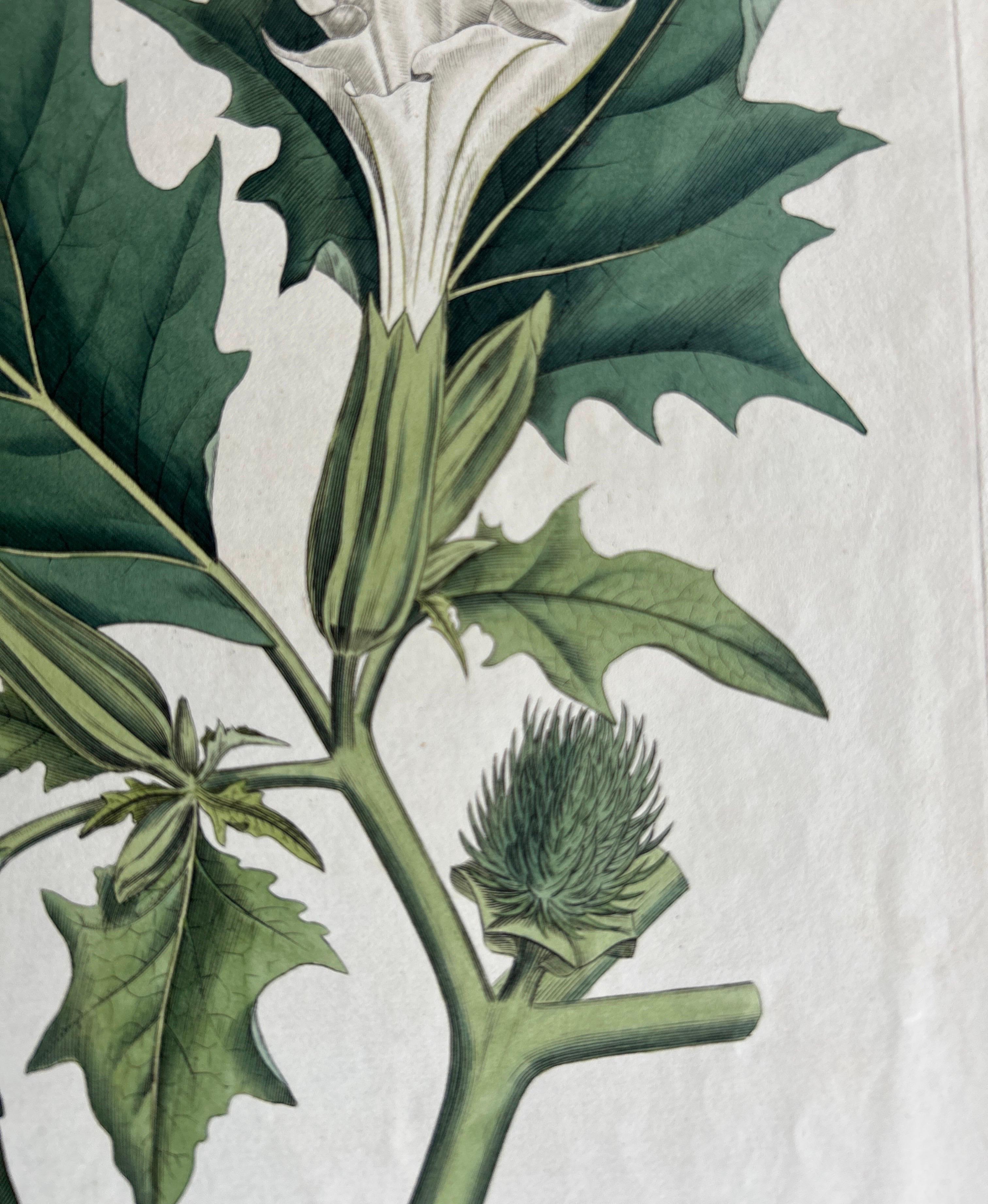Engraved Datura Stramonium – Thorn Apple Botanical Engraving by Curtis c.1817 For Sale