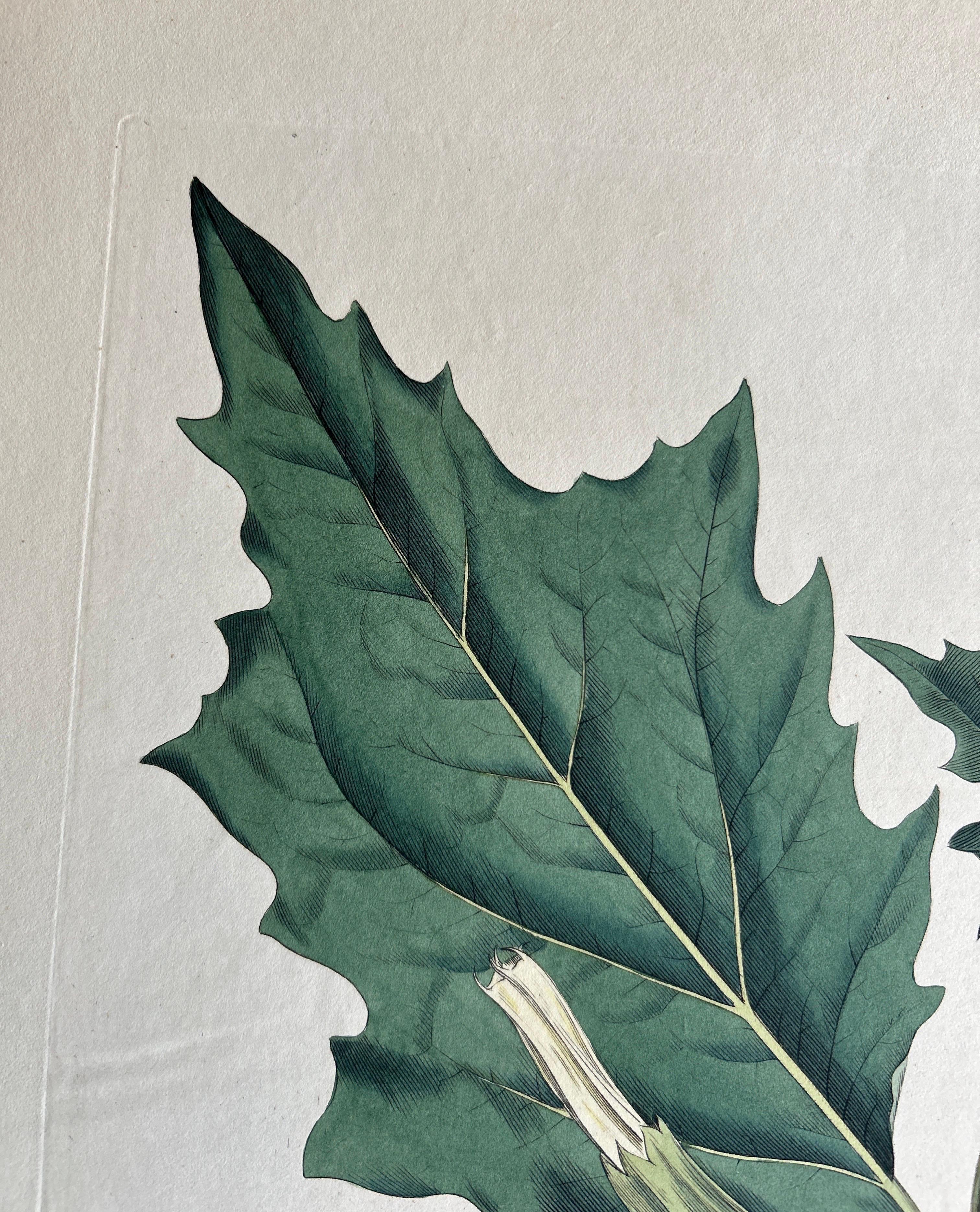 Datura Stramonium – Thorn Apple Botanical Engraving by Curtis c.1817 In Good Condition For Sale In Langweer, NL