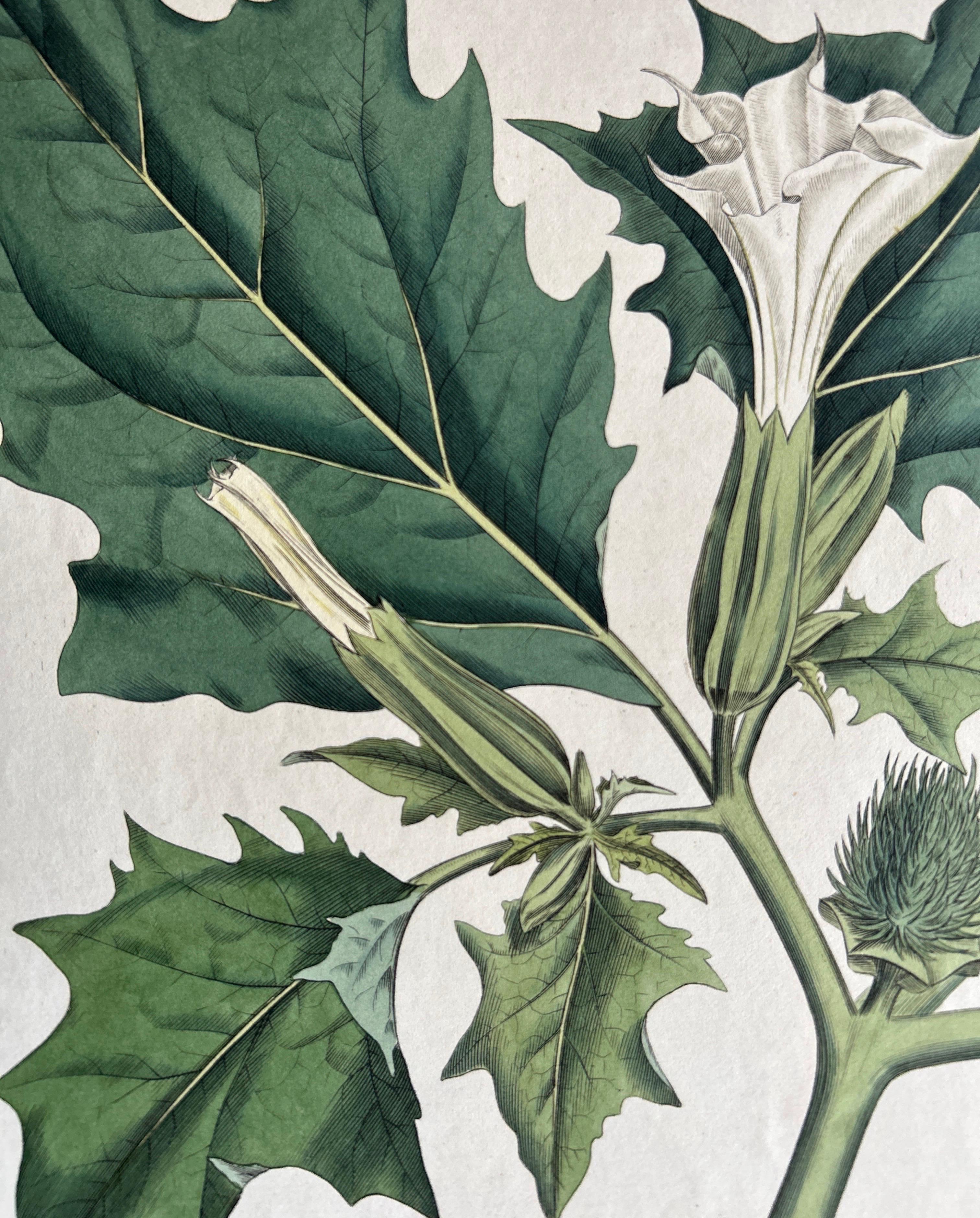 19th Century Datura Stramonium – Thorn Apple Botanical Engraving by Curtis c.1817 For Sale