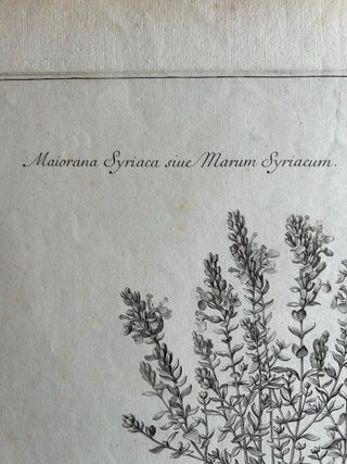 Syrian Oregano (Origanum Syriacum), Antique Botanical Engraving c.1676, view 5