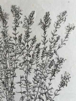 Syrian Oregano (Origanum Syriacum), Antique Botanical Engraving c.1676, view 6