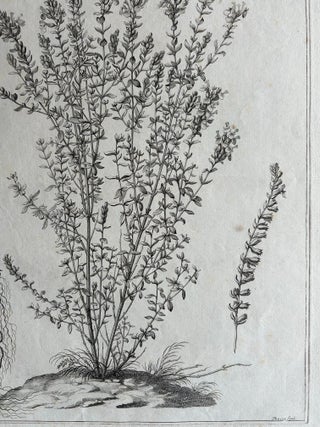 Syrian Oregano (Origanum Syriacum), Antique Botanical Engraving c.1676, view 7