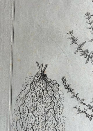 Syrian Oregano (Origanum Syriacum), Antique Botanical Engraving c.1676, view 8