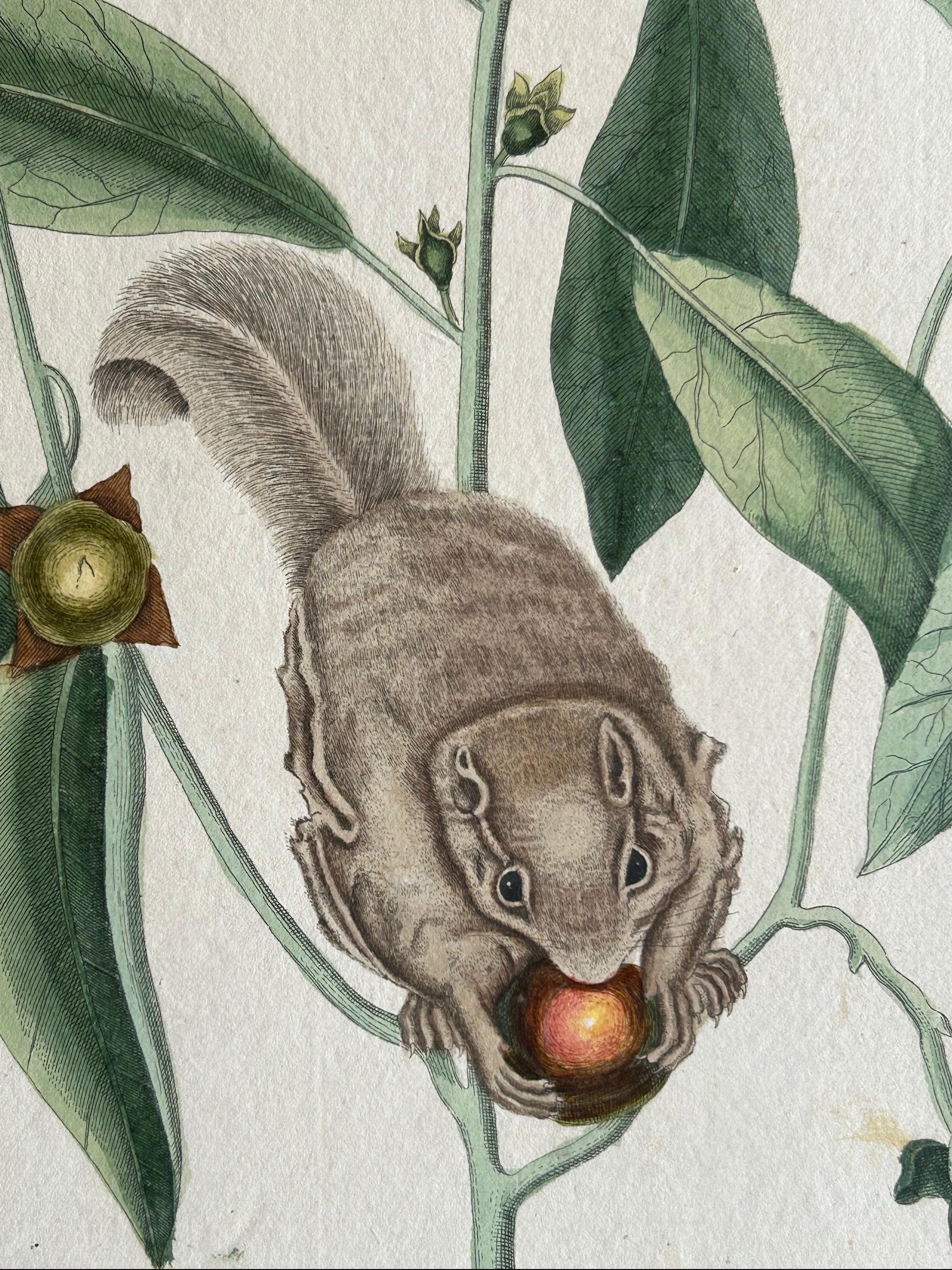 Flying Squirrel & Blue-Tail Lizard – Catesby Natural History c.1771 For Sale 1