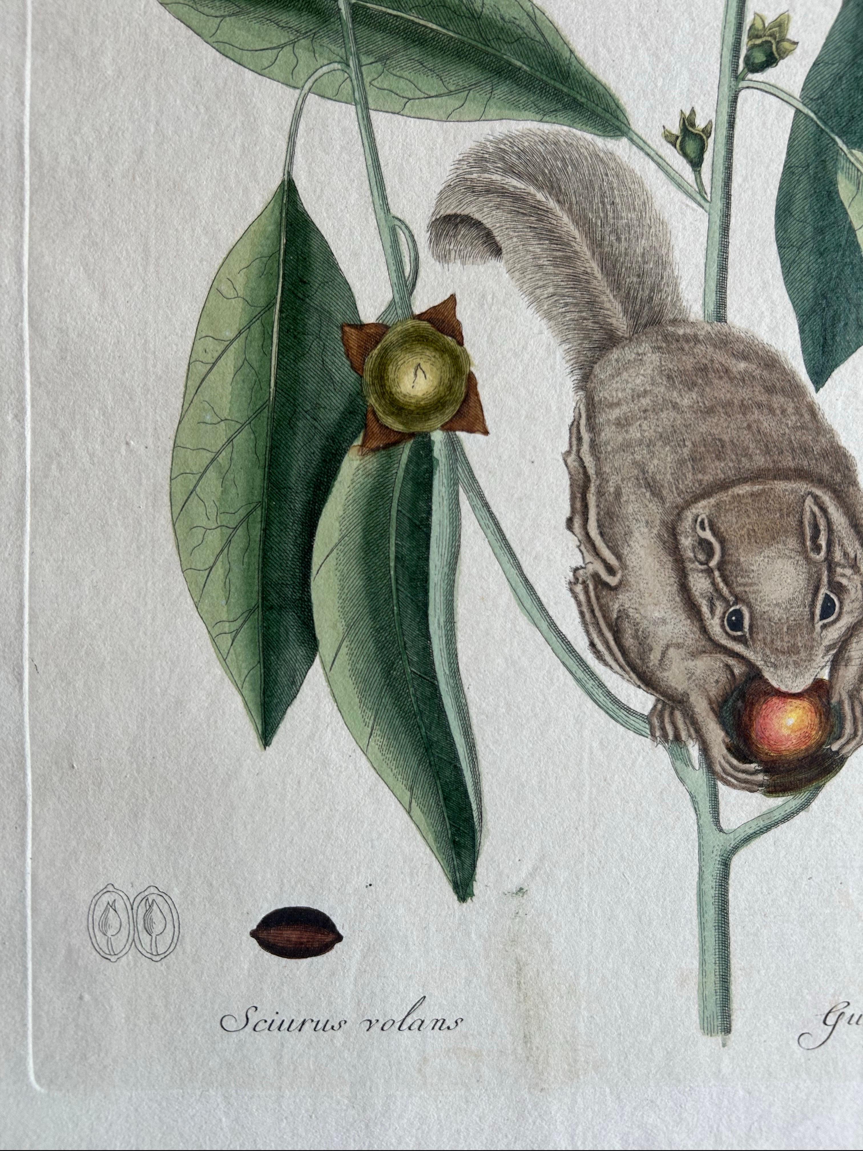 Flying Squirrel & Blue-Tail Lizard – Catesby Natural History c.1771 For Sale 2