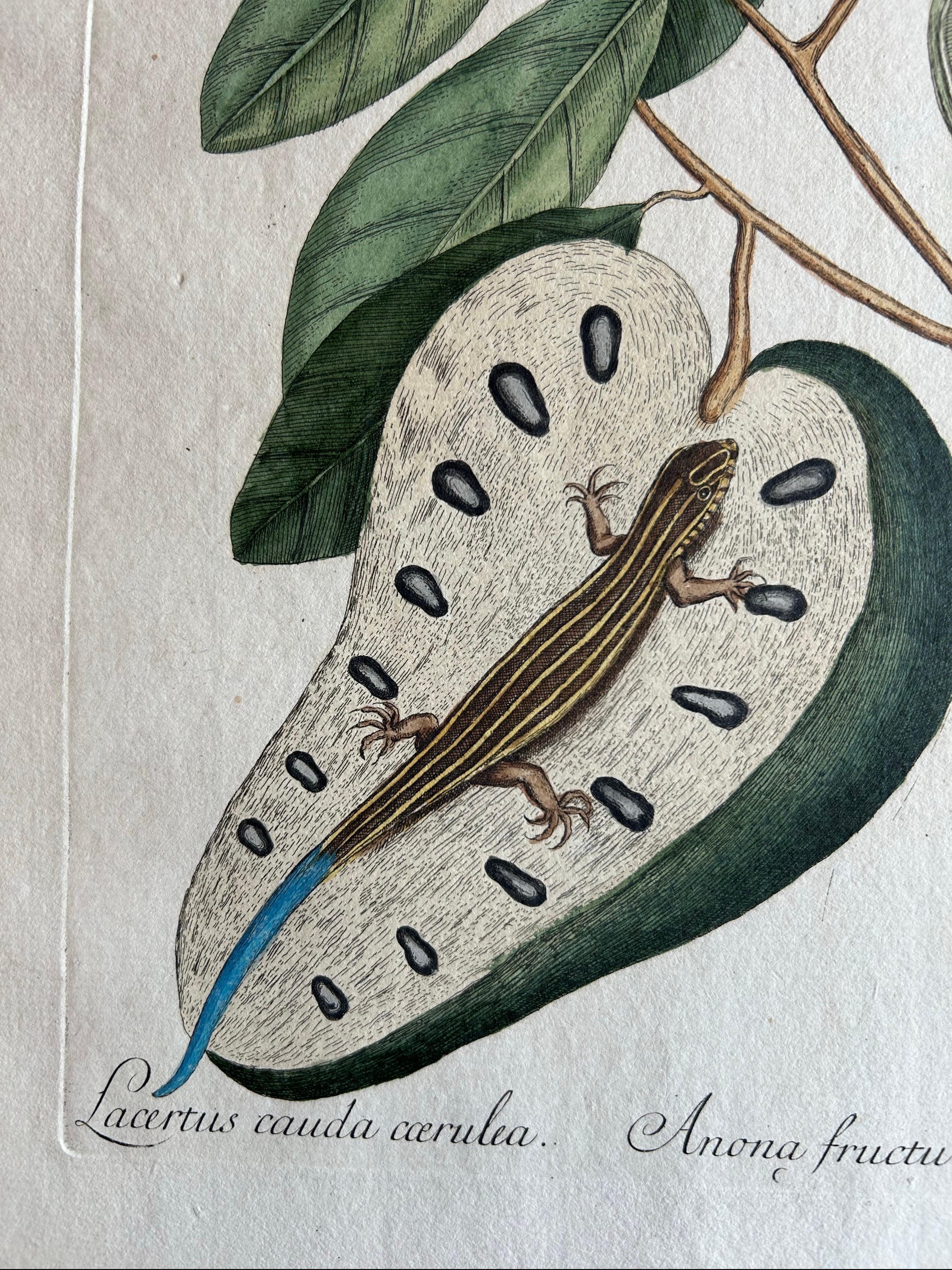 18th Century Flying Squirrel & Blue-Tail Lizard – Catesby Natural History c.1771 For Sale