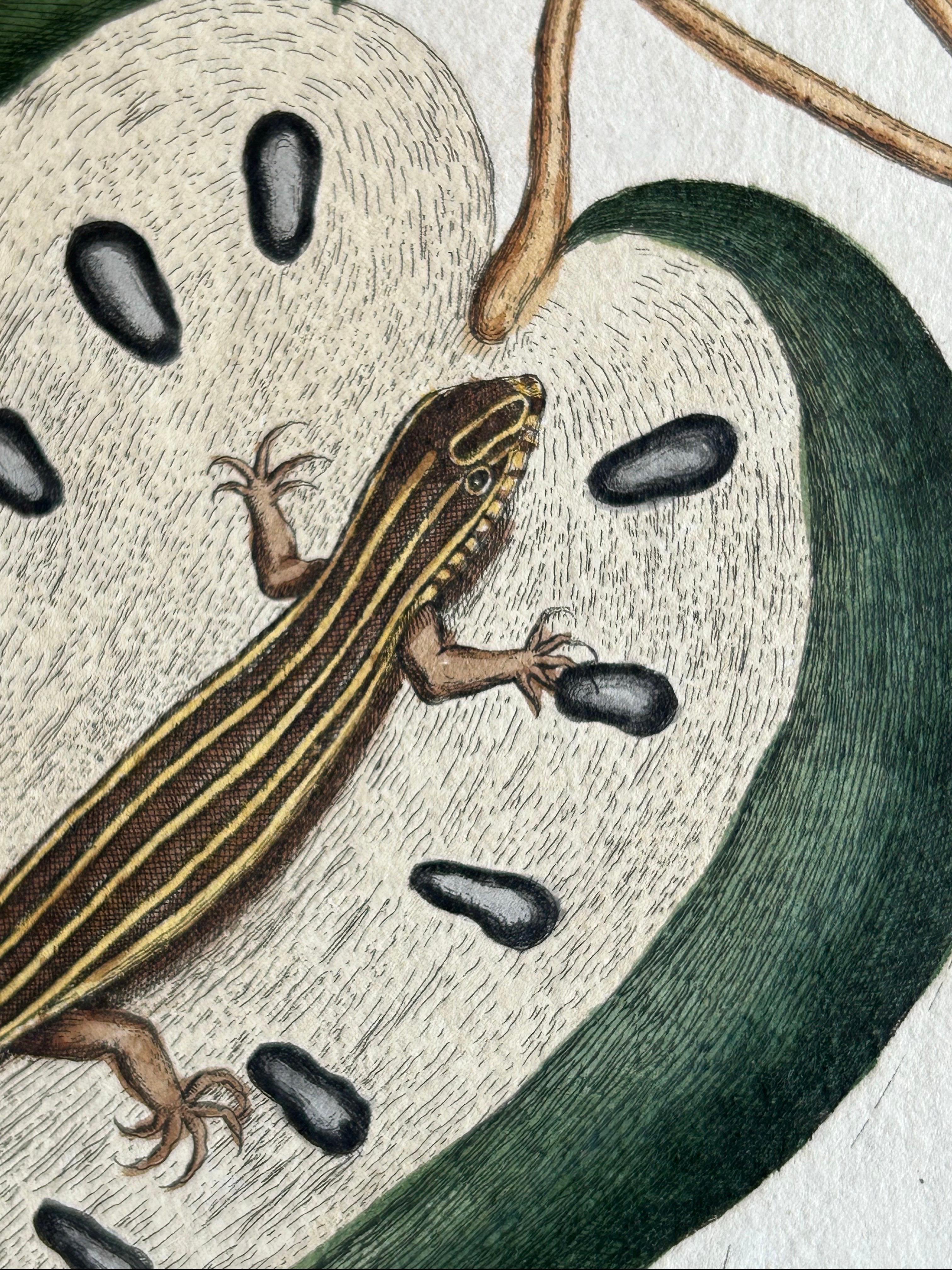 Flying Squirrel & Blue-Tail Lizard – Catesby Natural History c.1771 In Good Condition For Sale In Langweer, NL