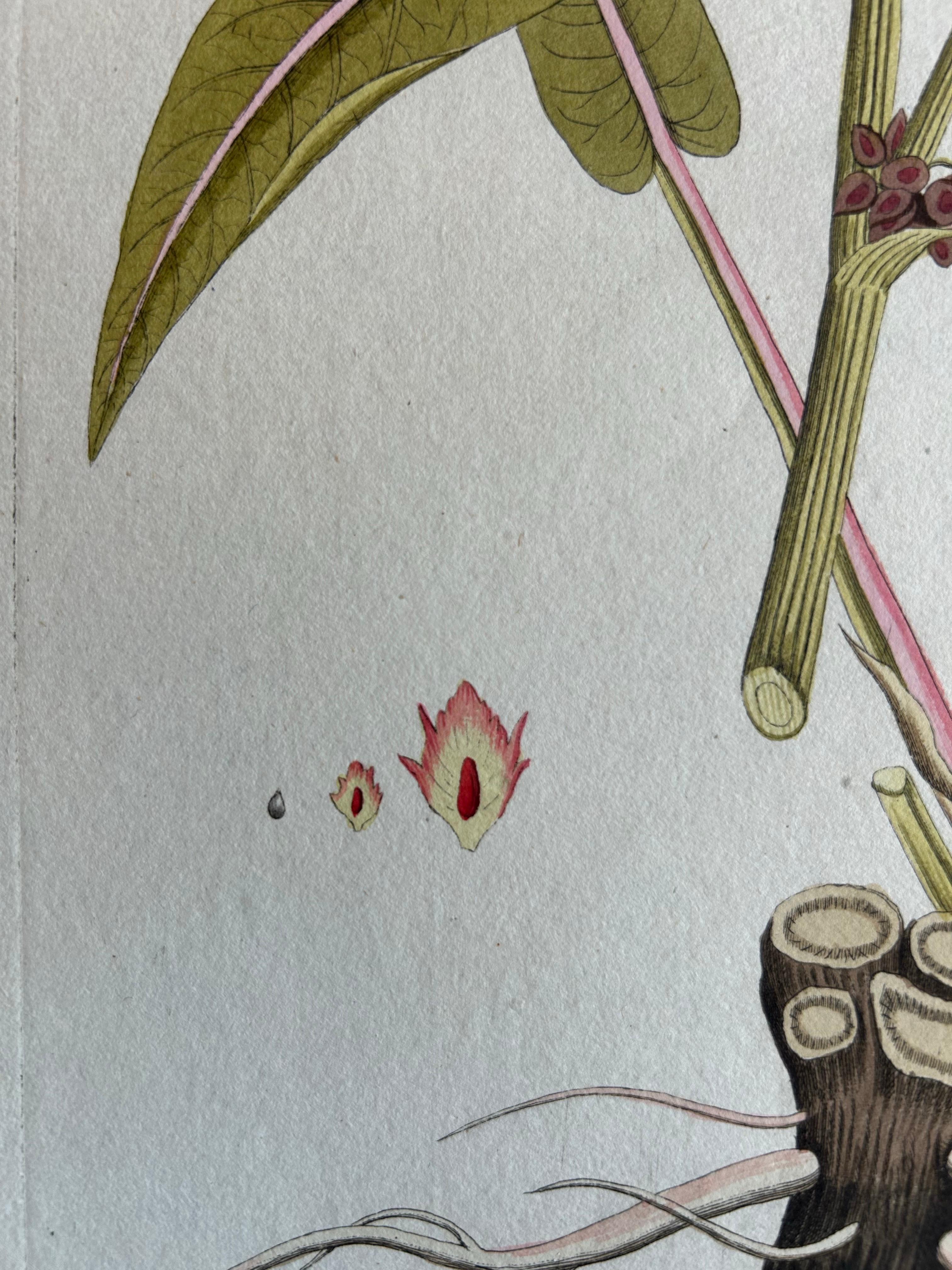 Fine XVIII secolo Incisione di un'elegante pianta di droghe a foglia larga - Icones Plantarum Medicinalium, 1788 in vendita