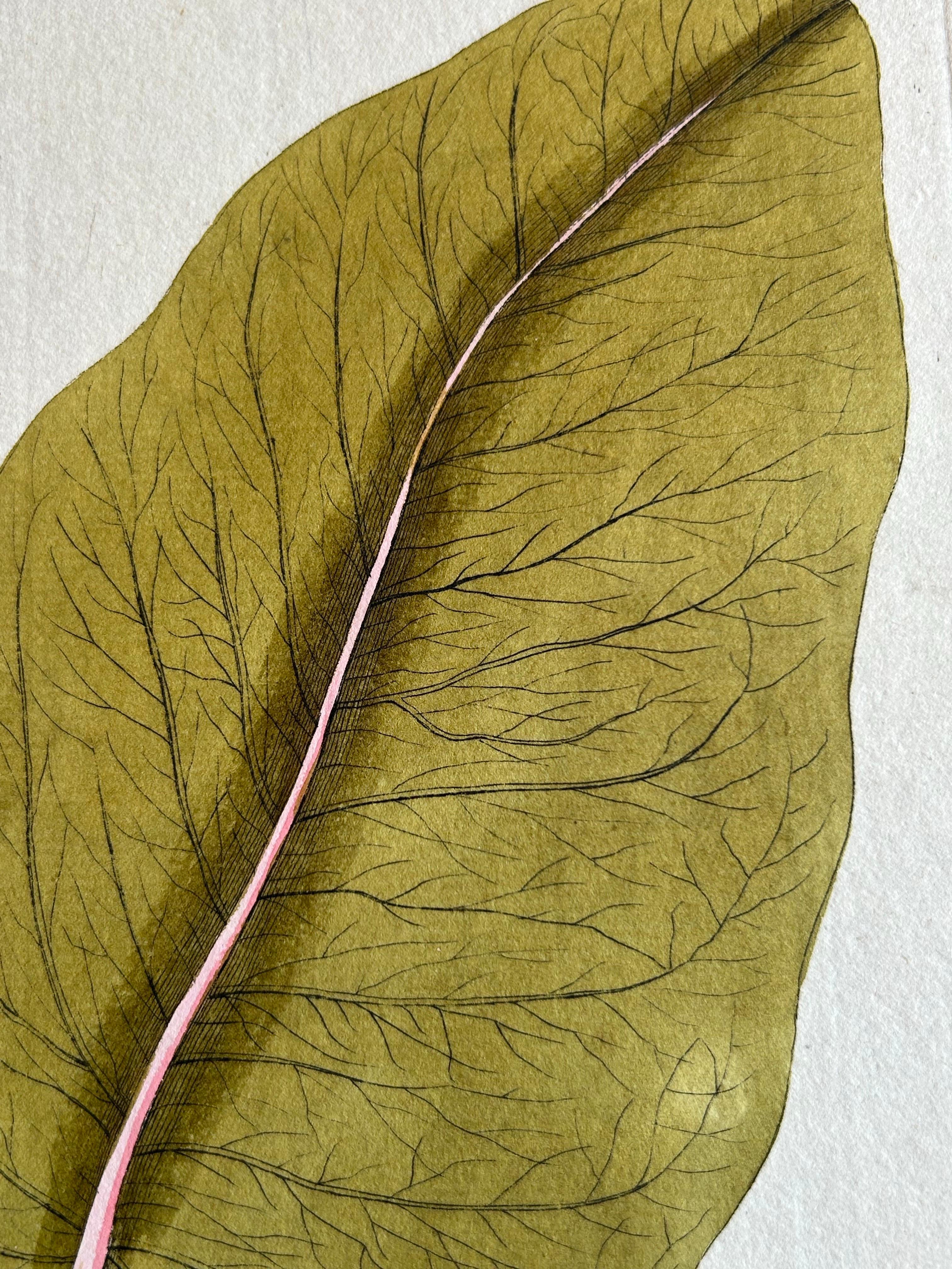 Carta Incisione di un'elegante pianta di droghe a foglia larga - Icones Plantarum Medicinalium, 1788 in vendita