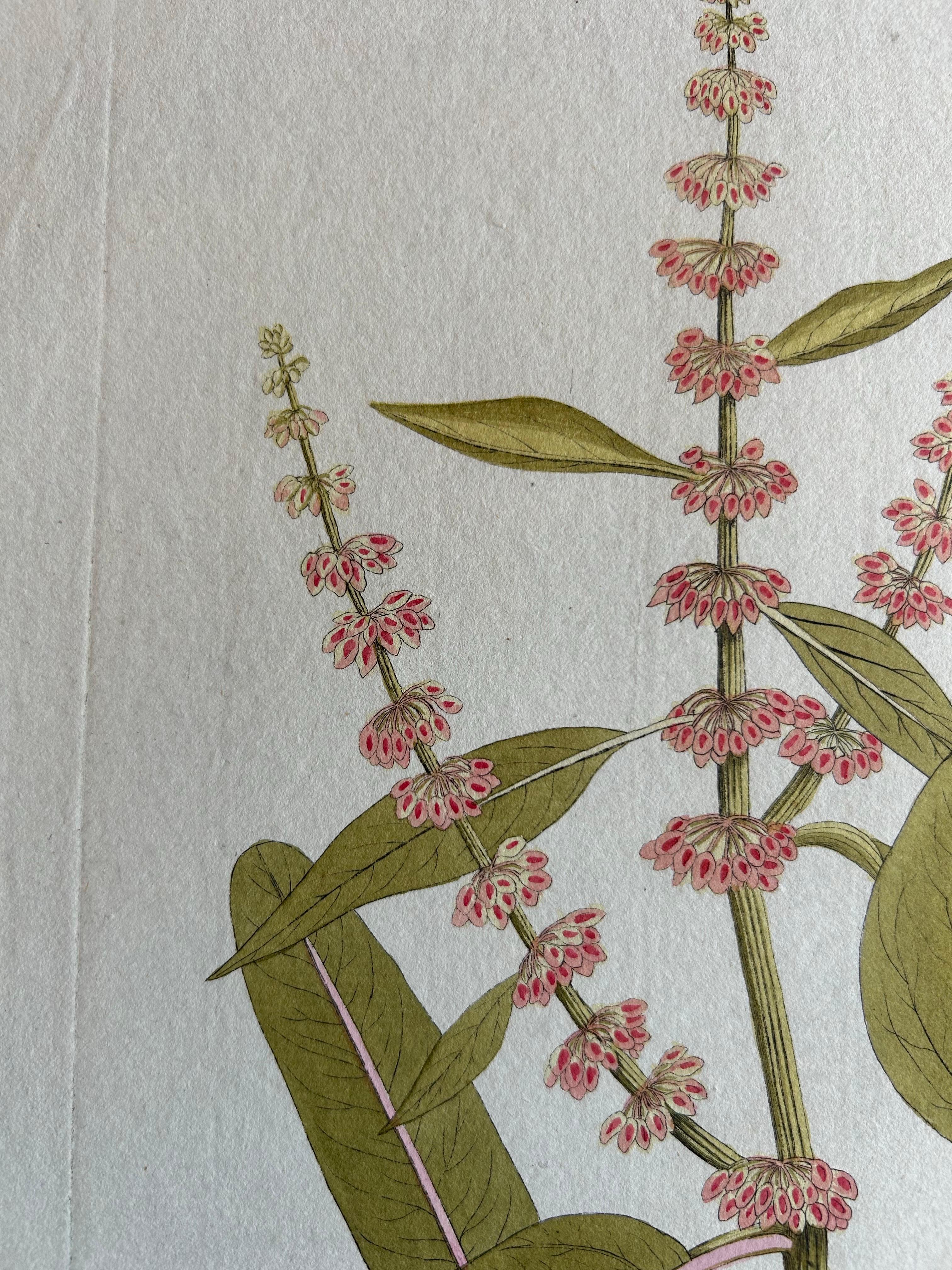 Incisione di un'elegante pianta di droghe a foglia larga - Icones Plantarum Medicinalium, 1788 in vendita 1