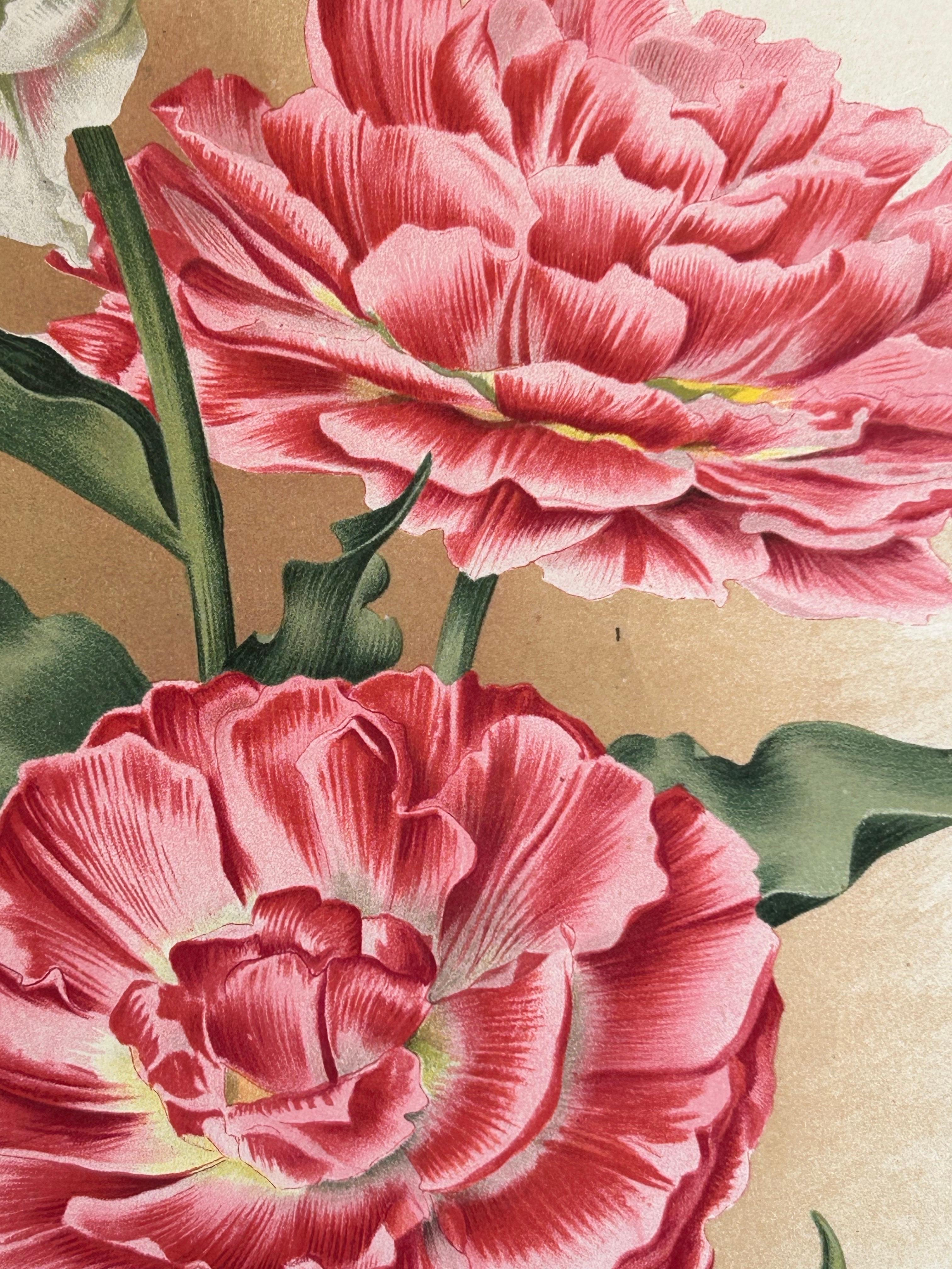 European Charles Dickens & Obelisque Hyacinths – Set of Two Florilegium Prints c.1900 For Sale