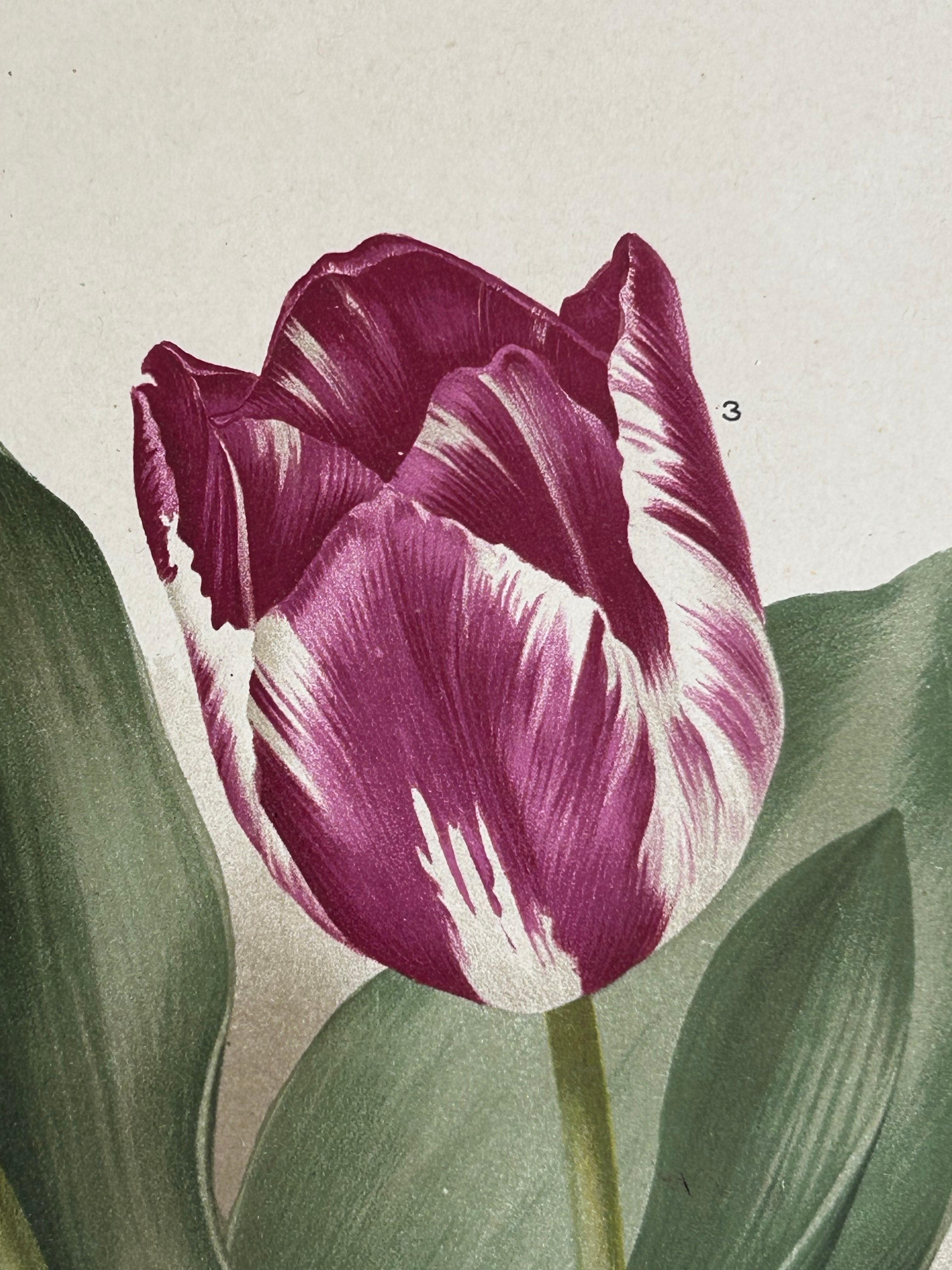 Charles Dickens & Obelisque Hyacinths – Set of Two Florilegium Prints c.1900 In Good Condition For Sale In Langweer, NL