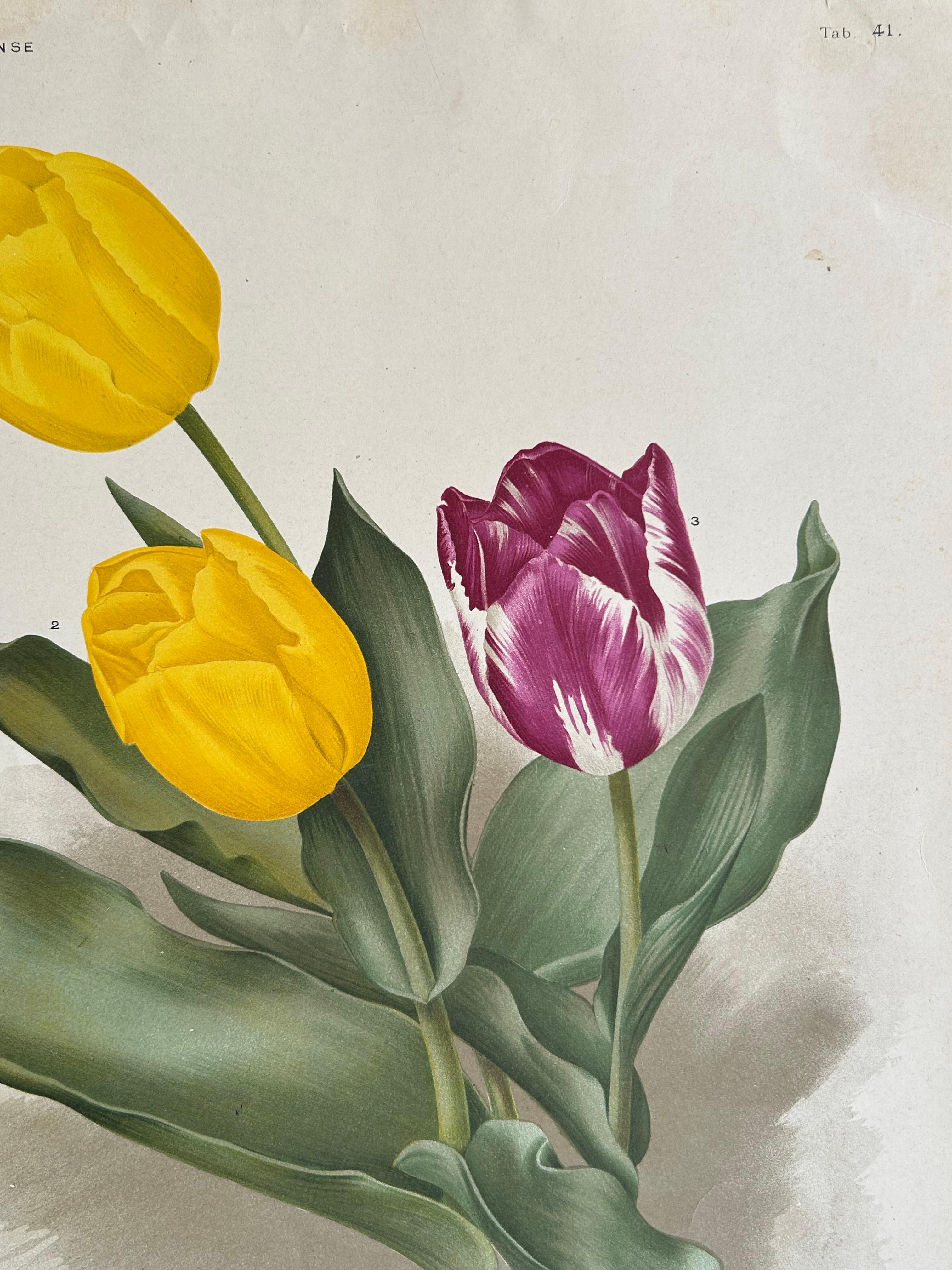 20th Century Charles Dickens & Obelisque Hyacinths – Set of Two Florilegium Prints c.1900 For Sale