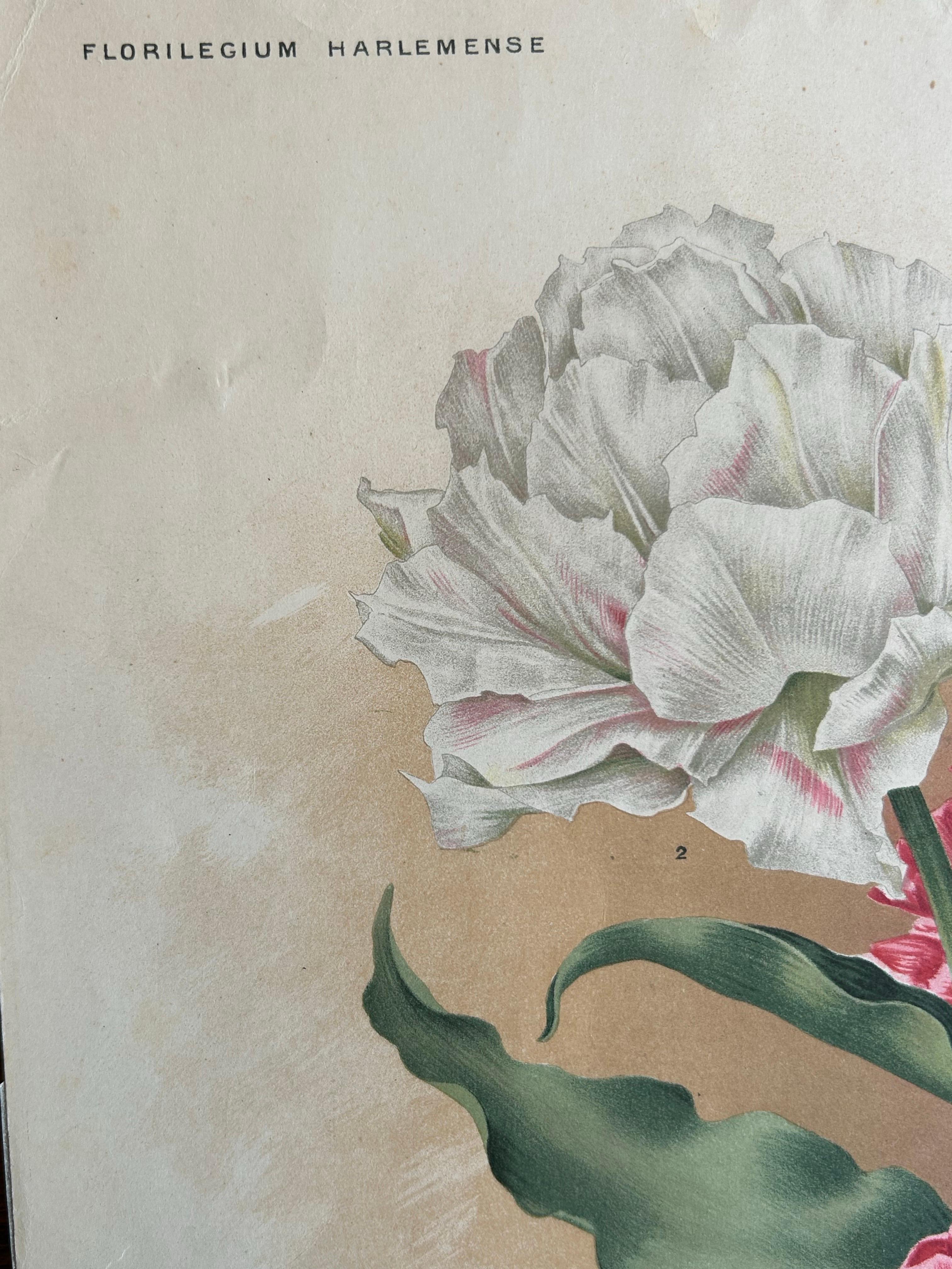 Paper Charles Dickens & Obelisque Hyacinths – Set of Two Florilegium Prints c.1900 For Sale