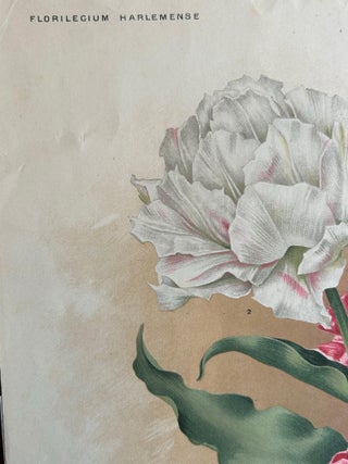 Charles Dickens & Obelisque Hyacinths, Set of Two Florilegium Prints c.1900, view 8