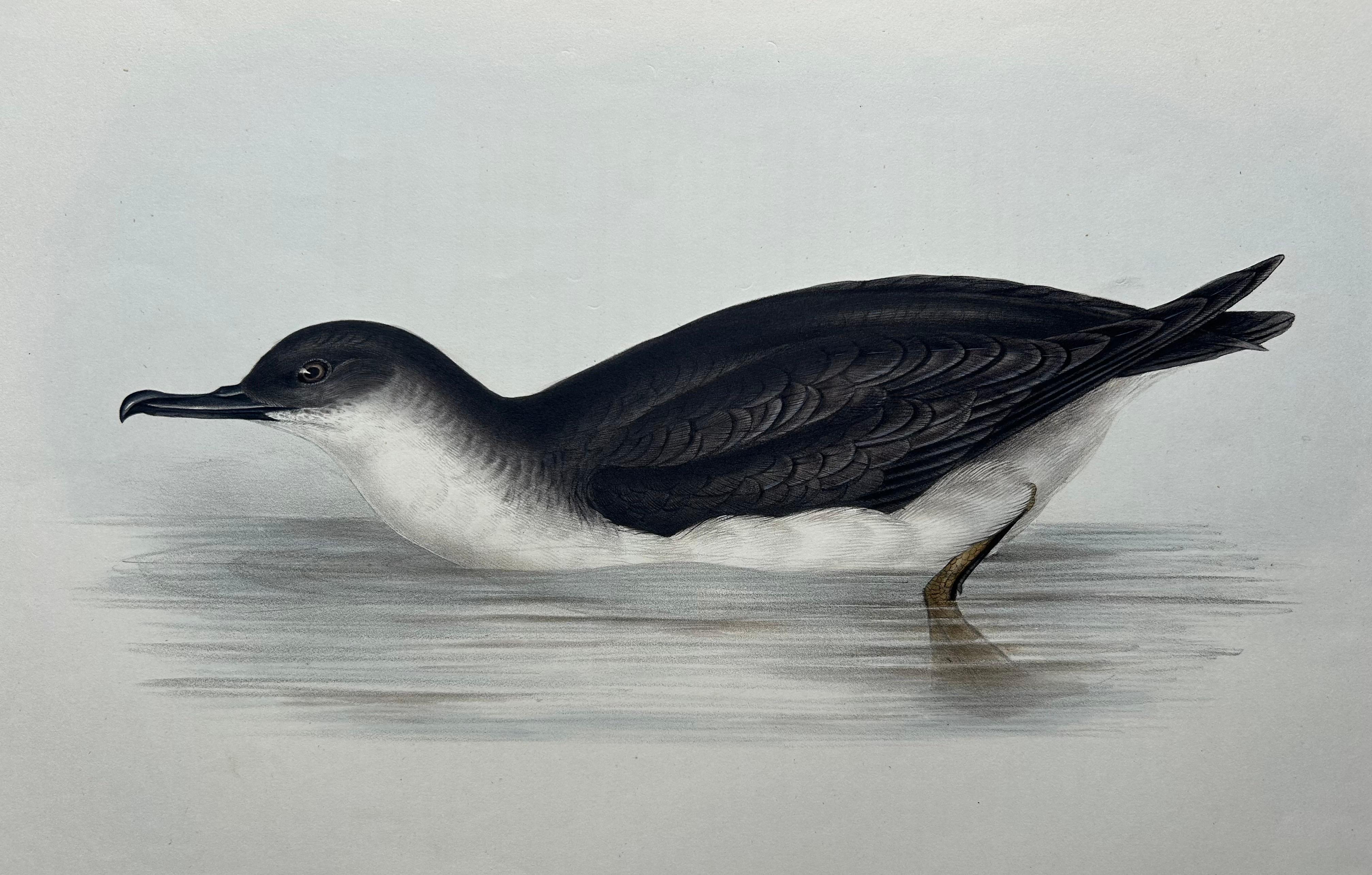 English Manks Shearwater – Antique Bird Print by John Gould, c.1832 For Sale