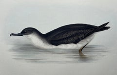 Manks Shearwater – Antique Bird Print by John Gould, c.1832