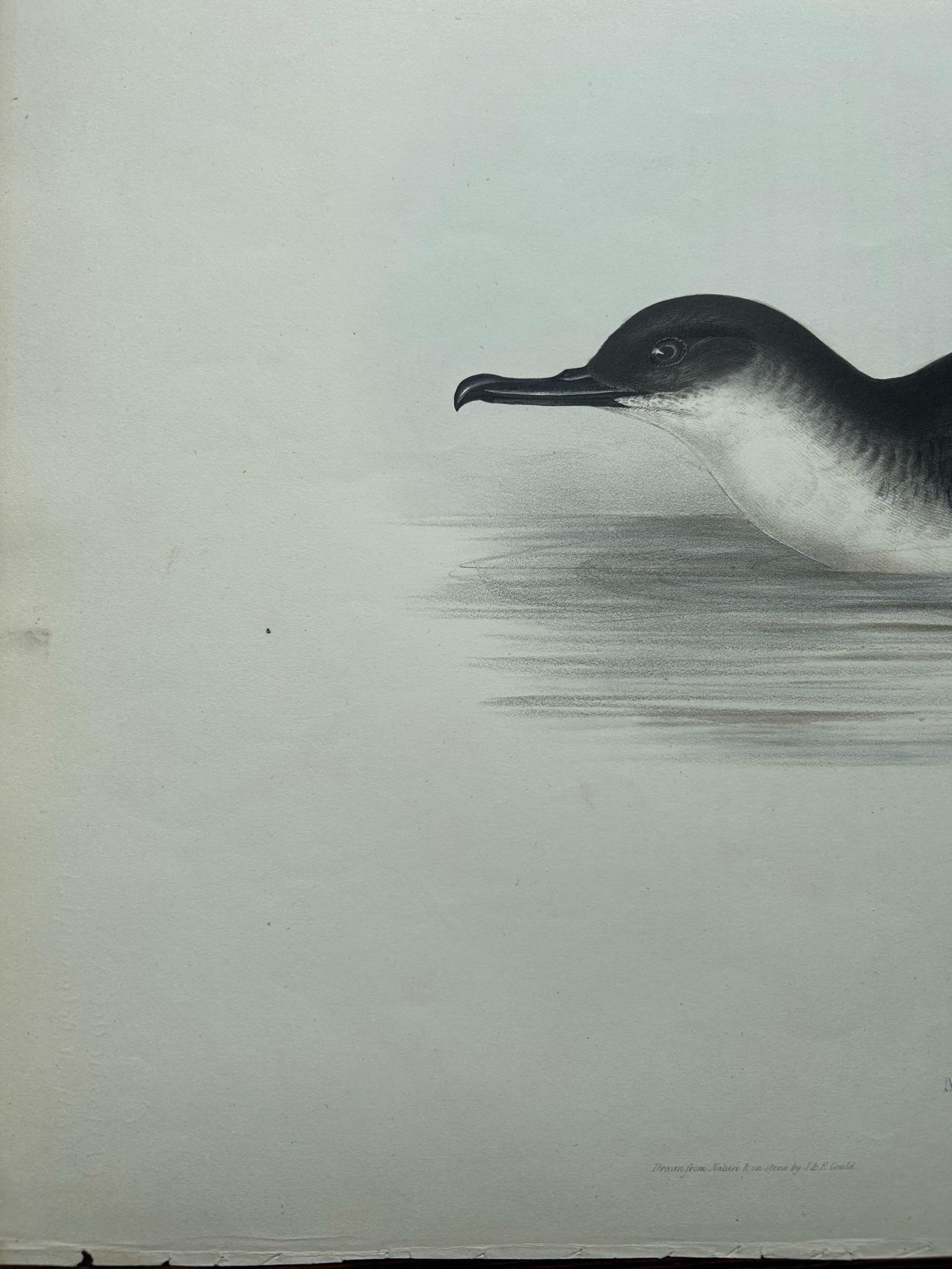Manks Shearwater – Antique Bird Print by John Gould, c.1832 In Good Condition For Sale In Langweer, NL