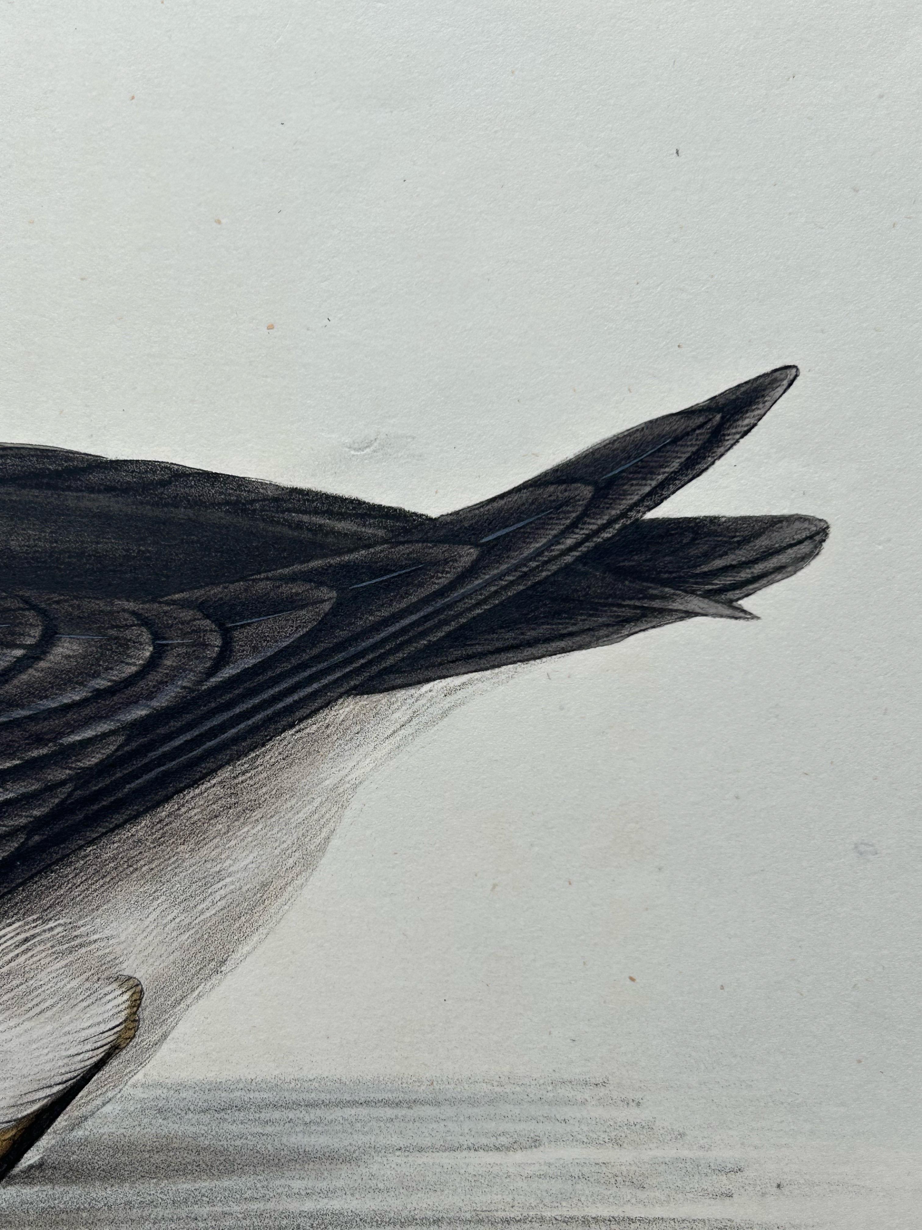 19th Century Manks Shearwater – Antique Bird Print by John Gould, c.1832 For Sale