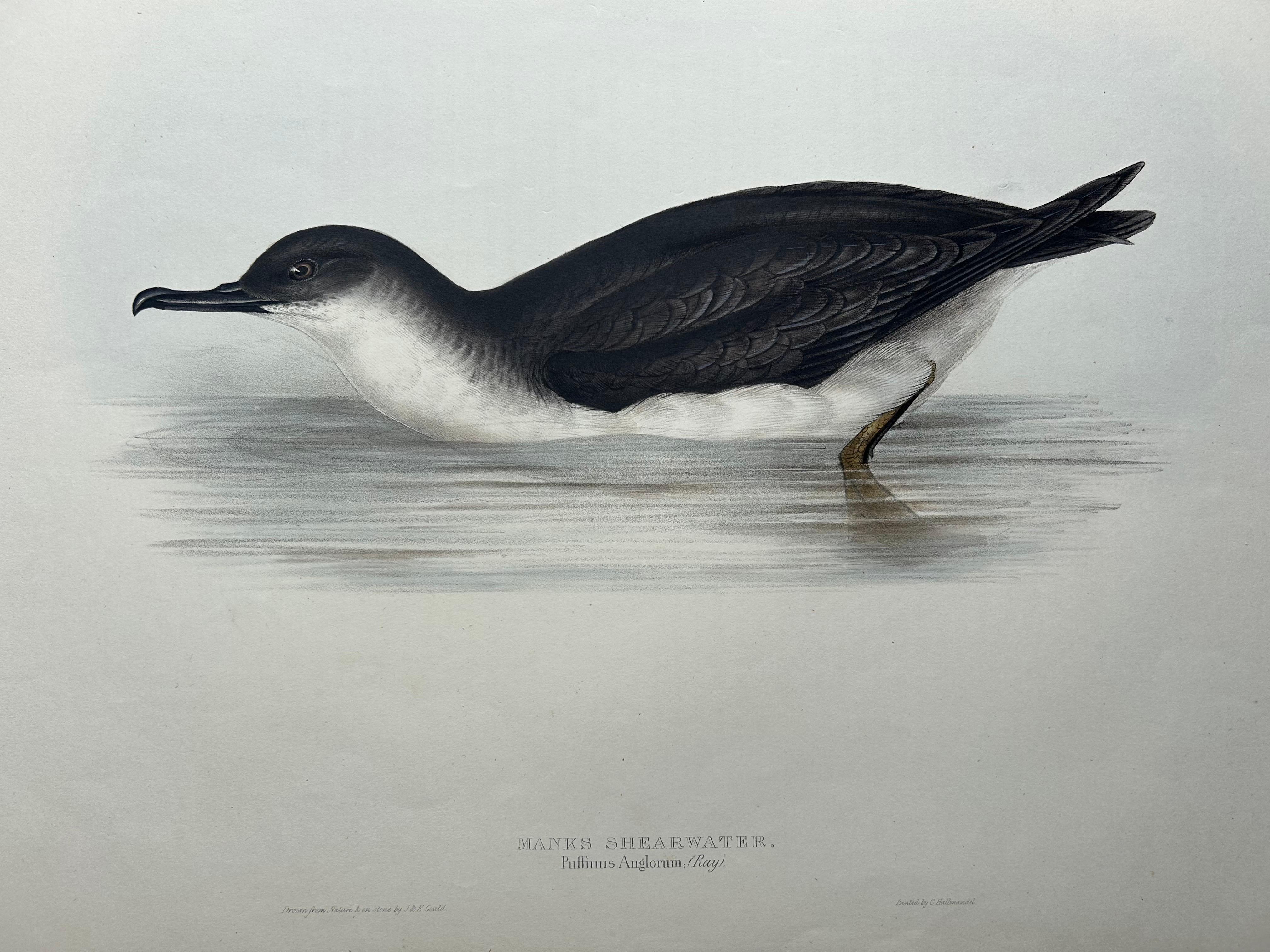 Manks Shearwater – Antique Bird Print by John Gould, c.1832 For Sale 1