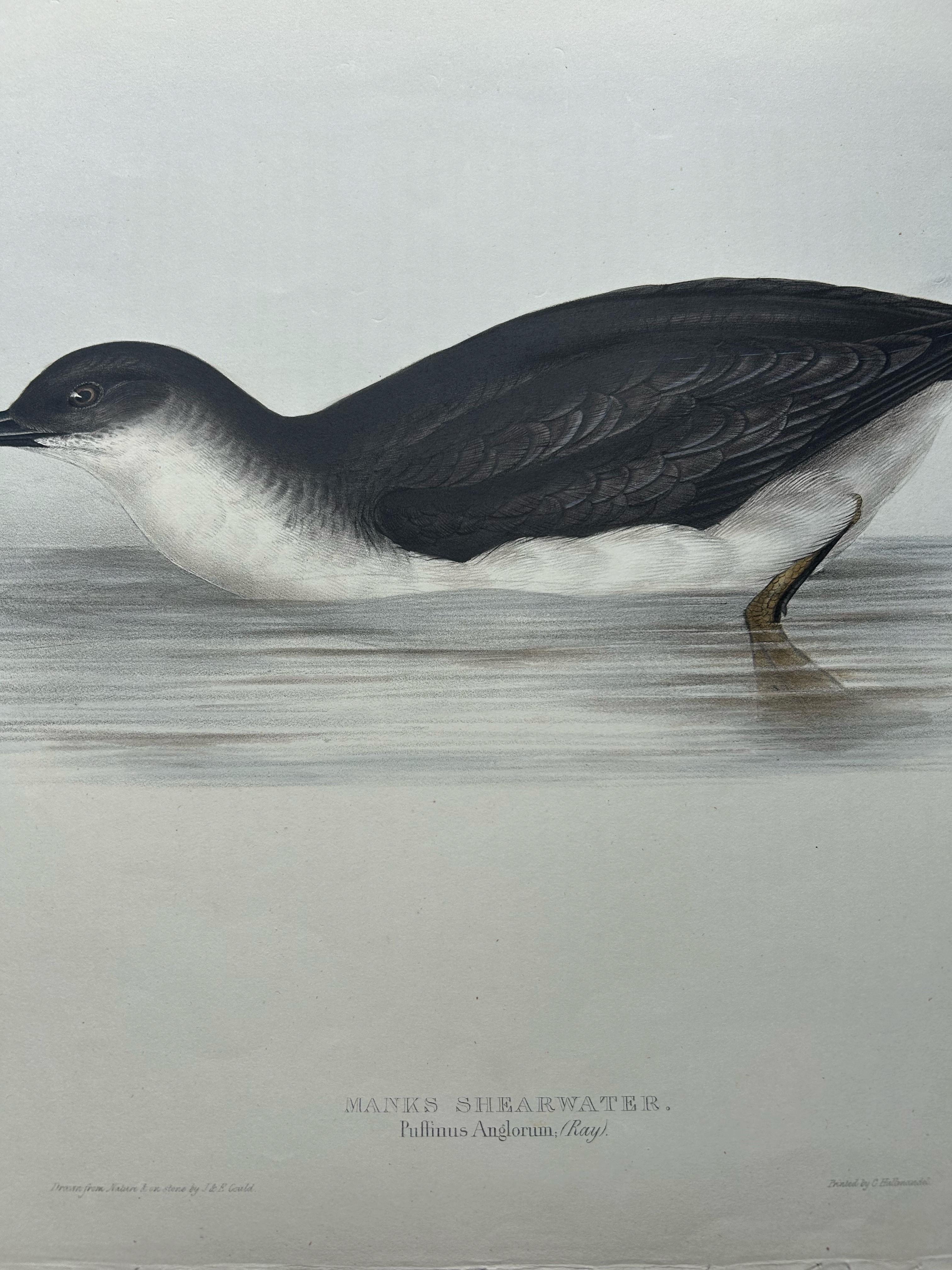 Manks Shearwater – Antique Bird Print by John Gould, c.1832 For Sale 2