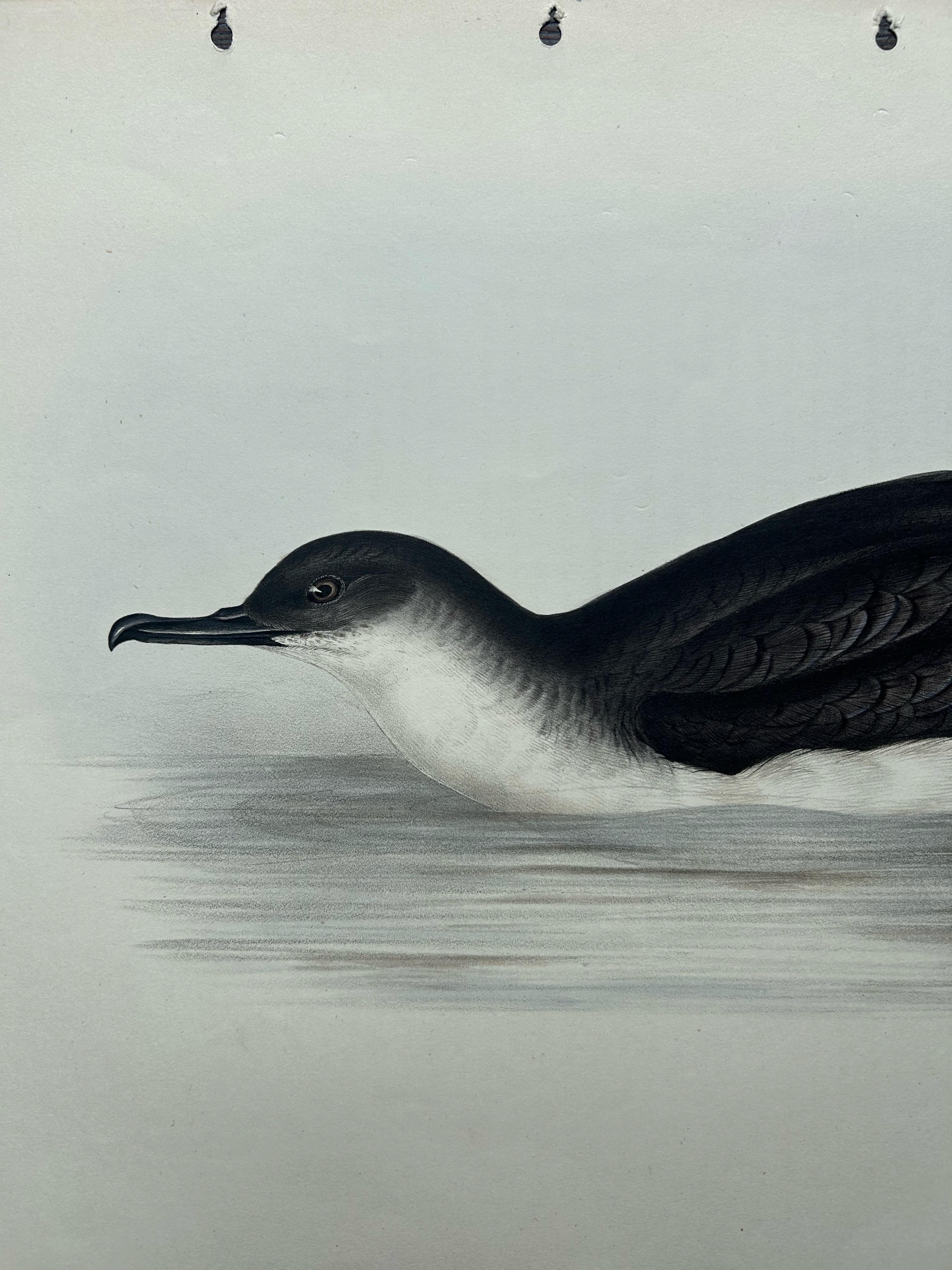 Manks Shearwater – Antique Bird Print by John Gould, c.1832 For Sale 3