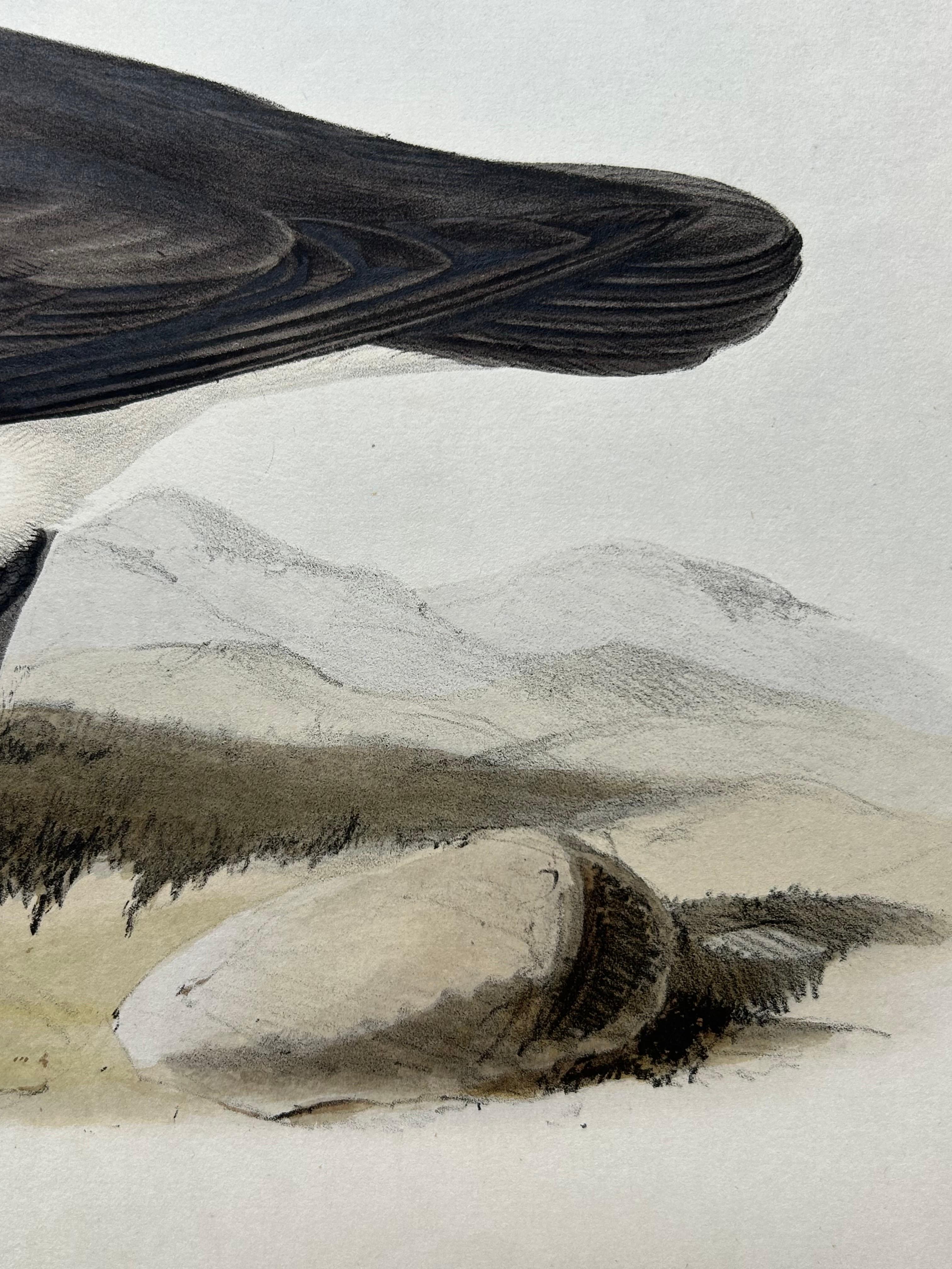 19th Century Dusky Shearwater – Antique Bird Lithograph by John Gould, c.1832 For Sale